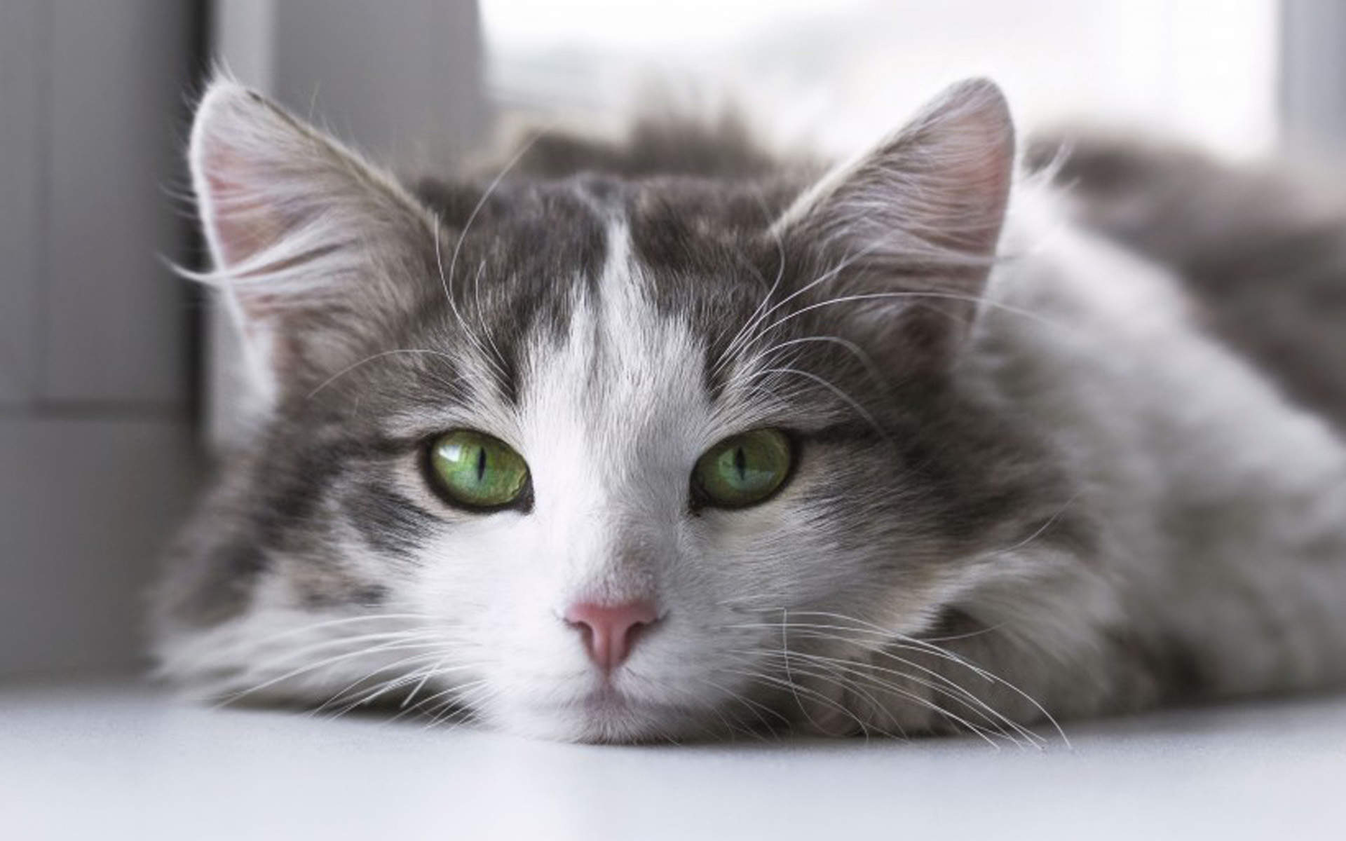 超可爱小猫图片高清手机壁纸图片