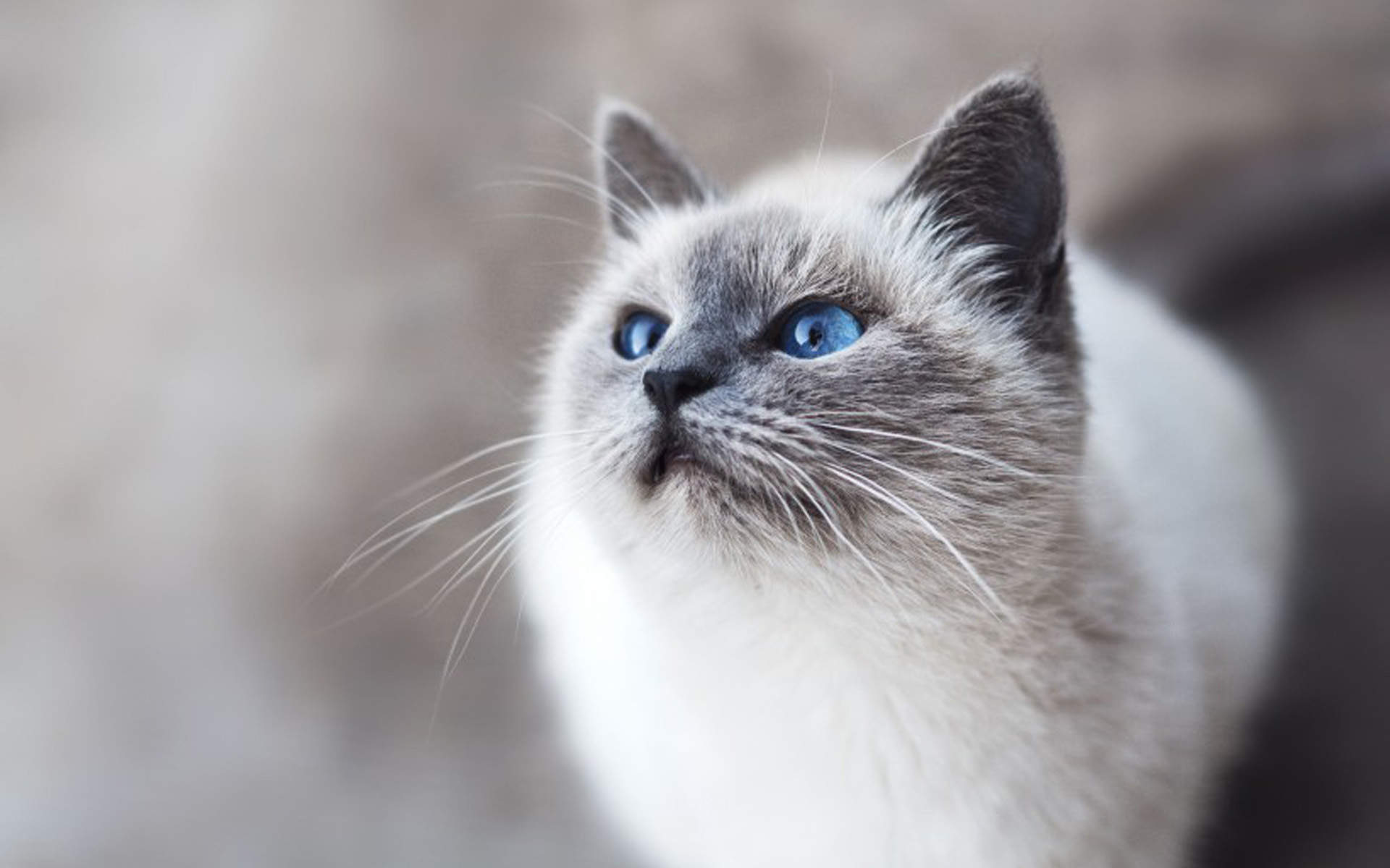 超可爱小猫图片高清手机壁纸图片