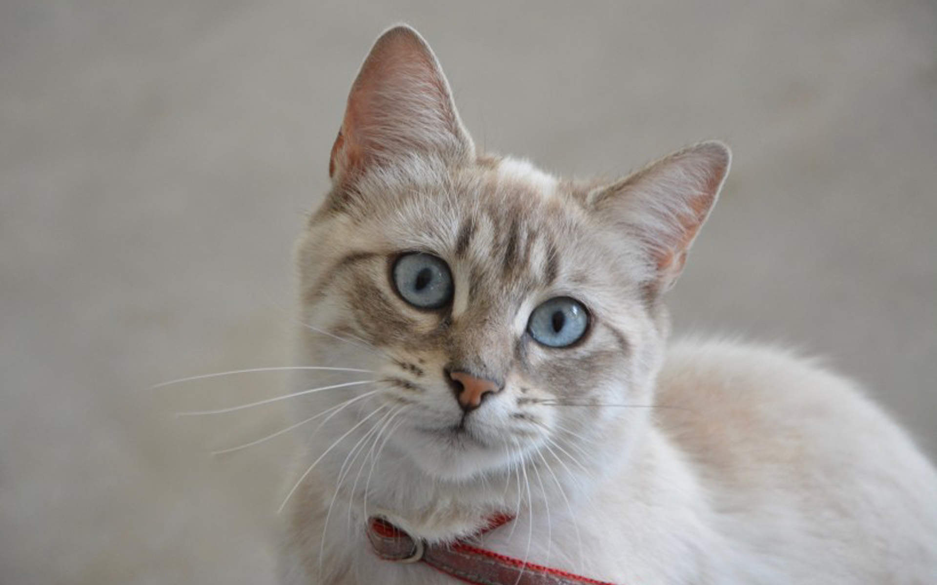 超可爱小猫图片高清手机壁纸图片