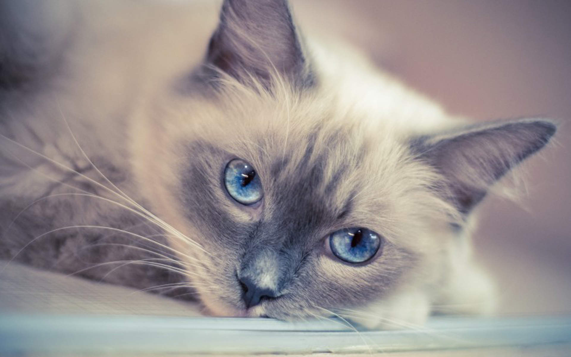 超可爱小猫图片高清手机壁纸图片