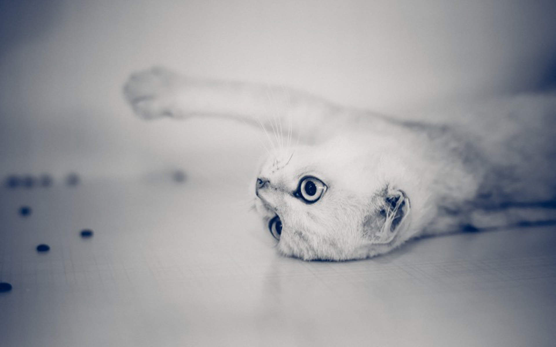 超可爱小猫图片高清手机壁纸图片
