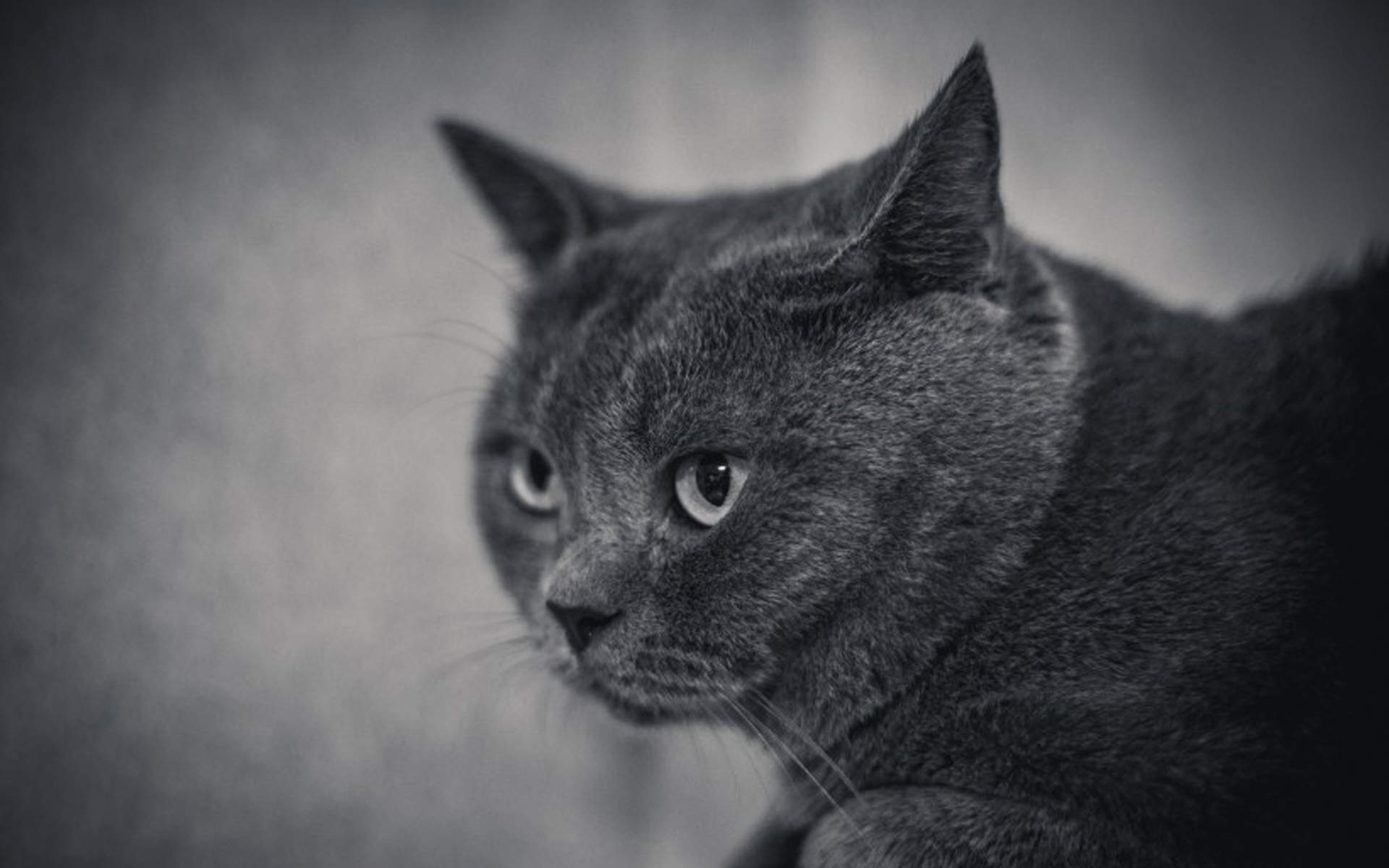 可爱卡通小猫咪高清图片手机壁纸图片