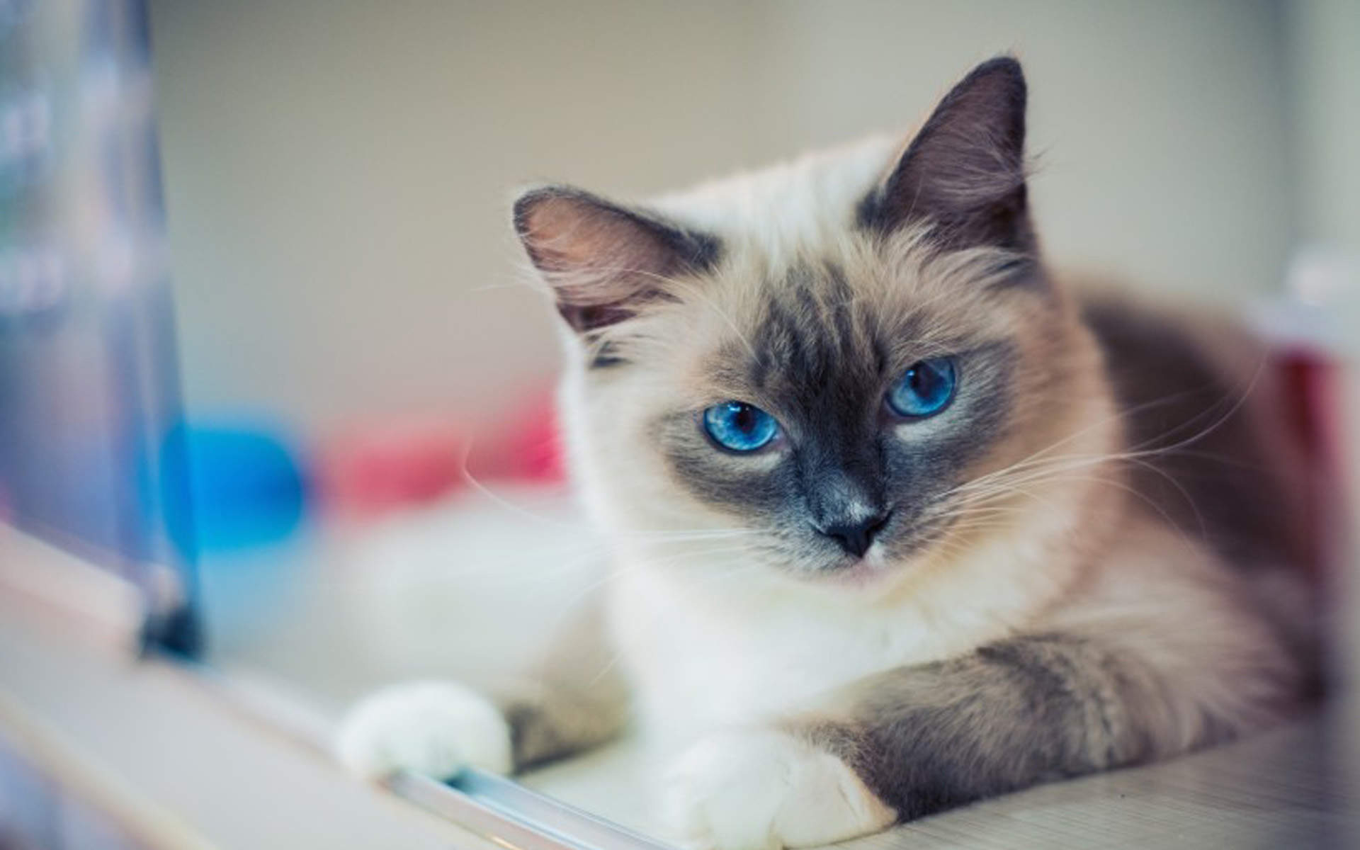 可爱卡通小猫咪高清图片手机壁纸图片