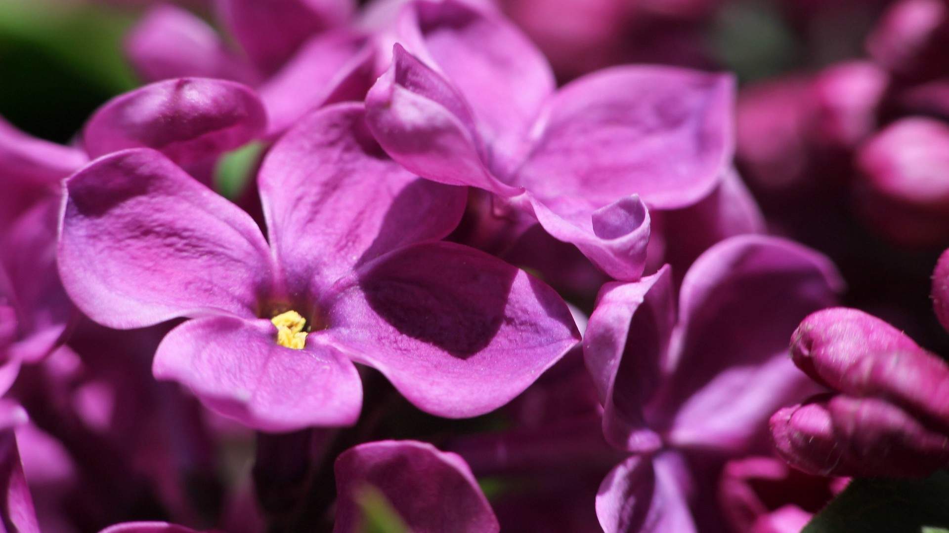 丁香花图片