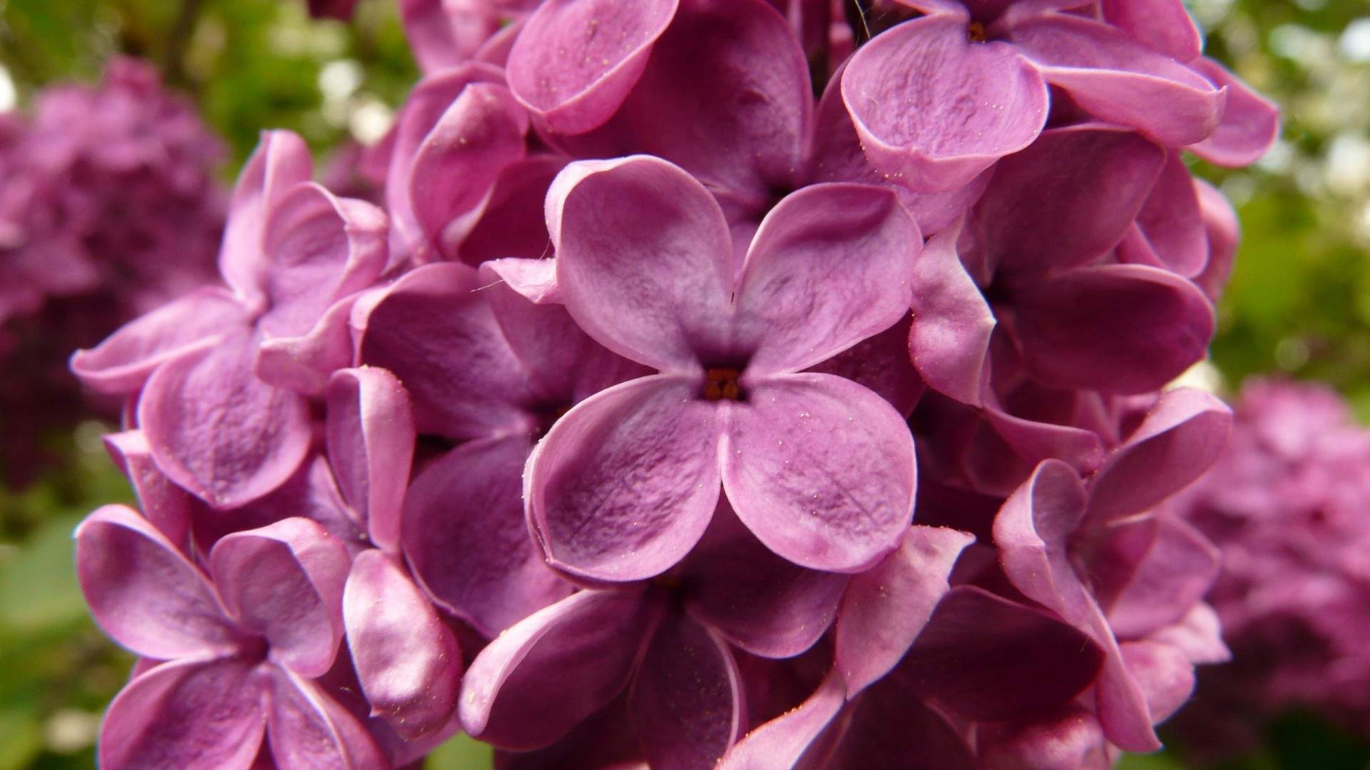 丁香花图片