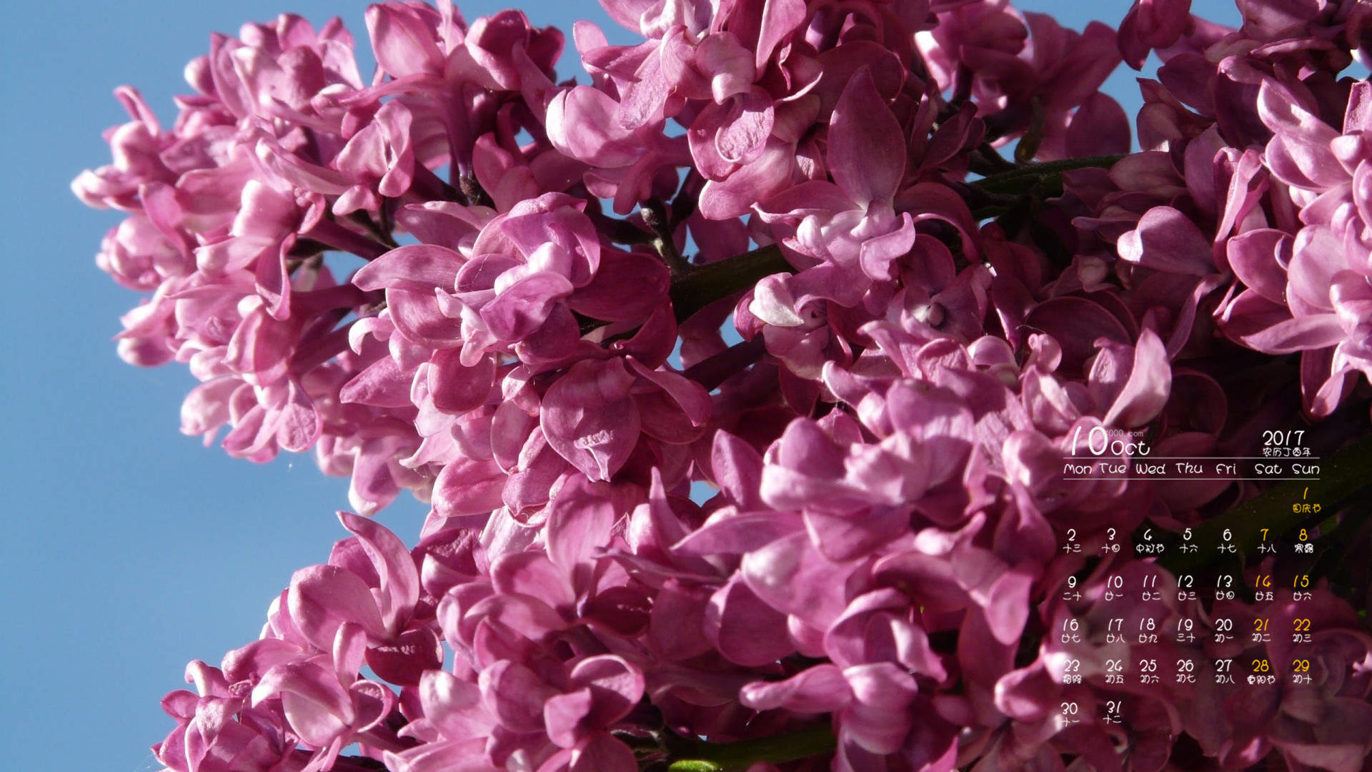 丁香花图片