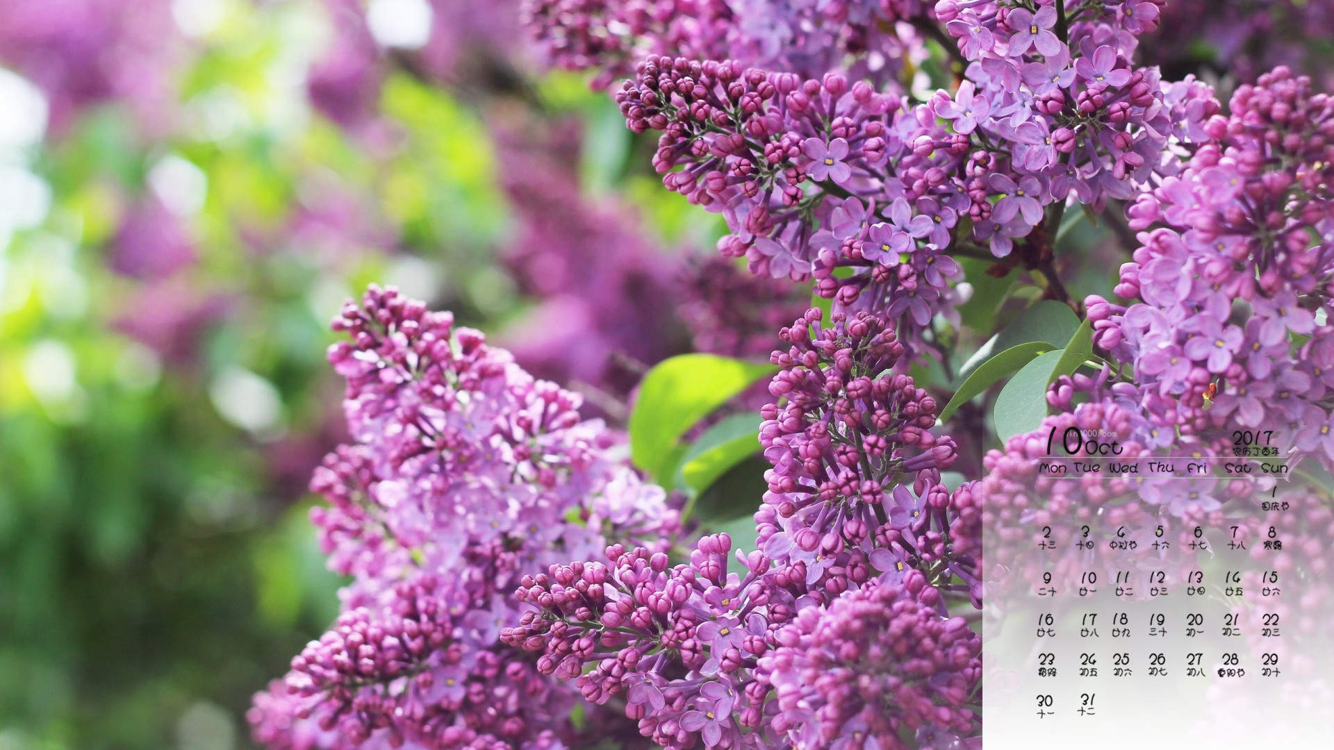 高清紫色丁香花唯美图片桌面壁纸图片