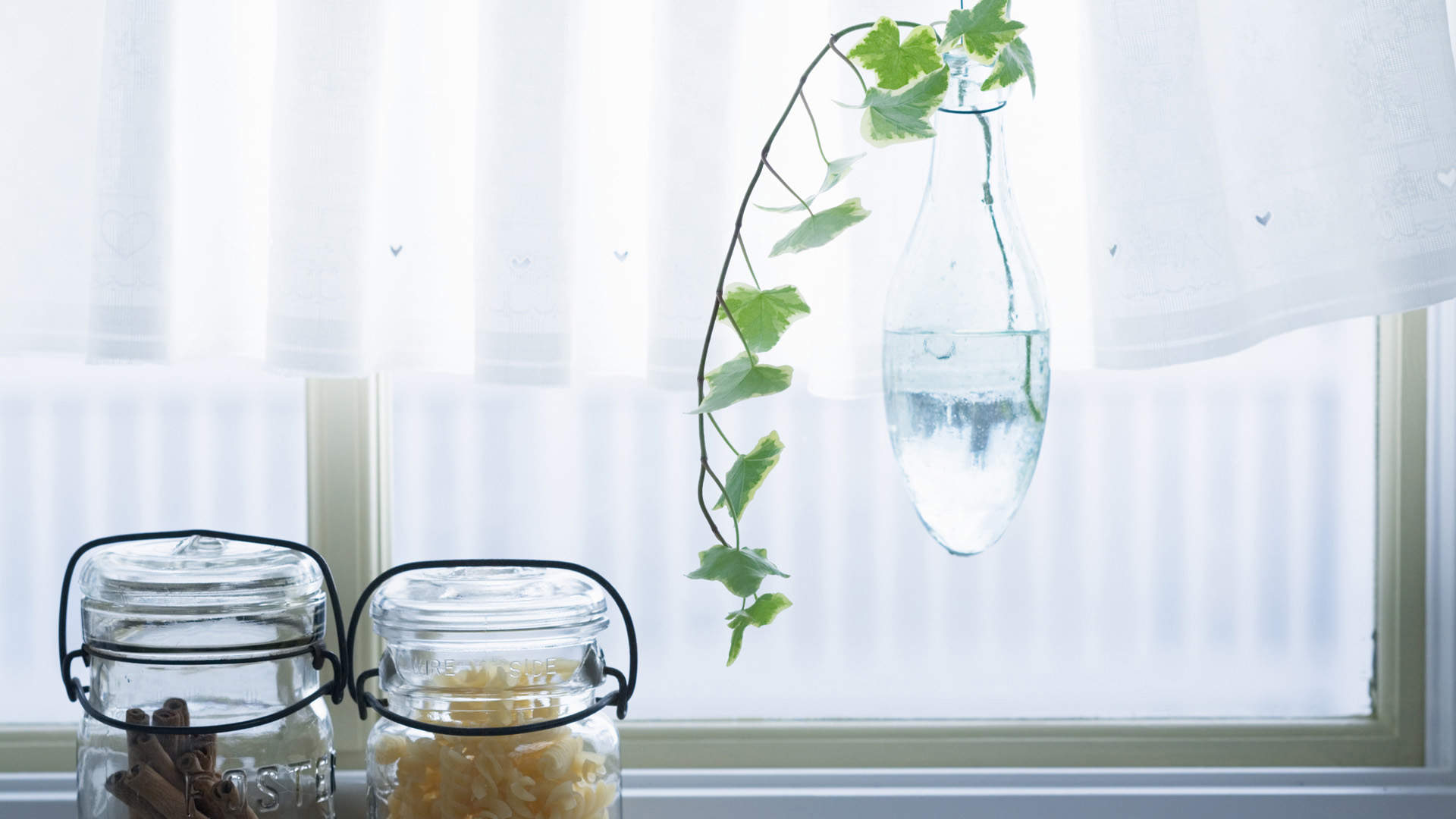 小清新植物盆栽图片高清宽屏壁纸图片