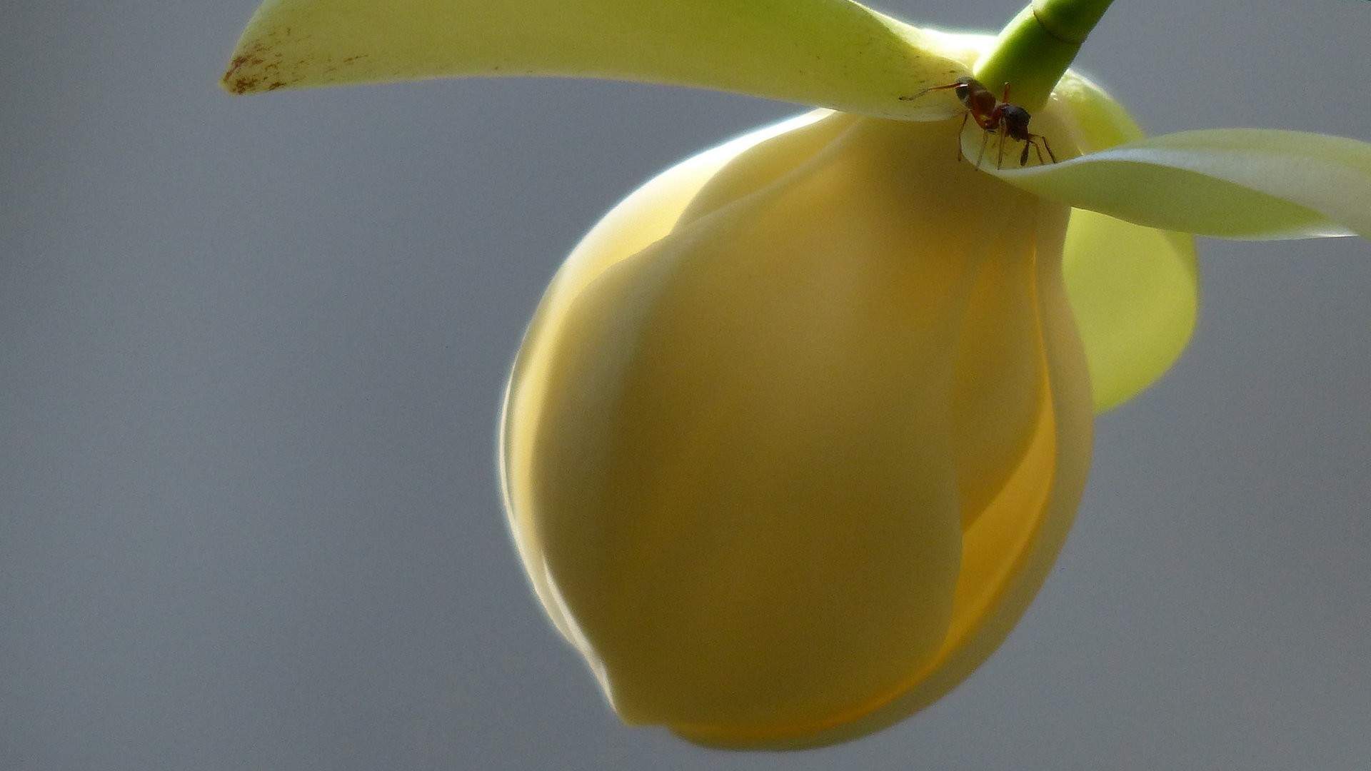 精选兰花高清植物桌面壁纸图片