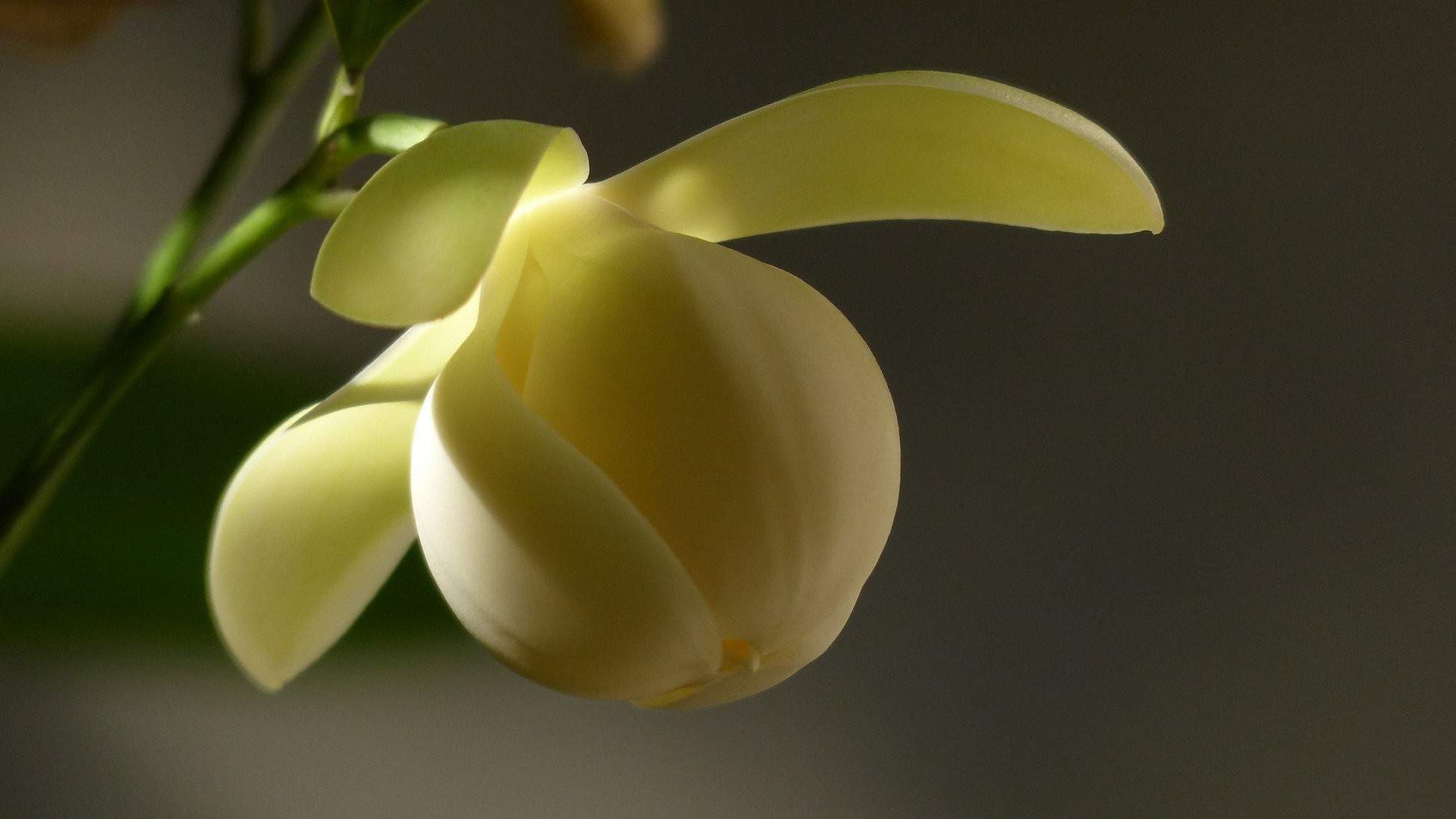 精选兰花高清植物桌面壁纸图片