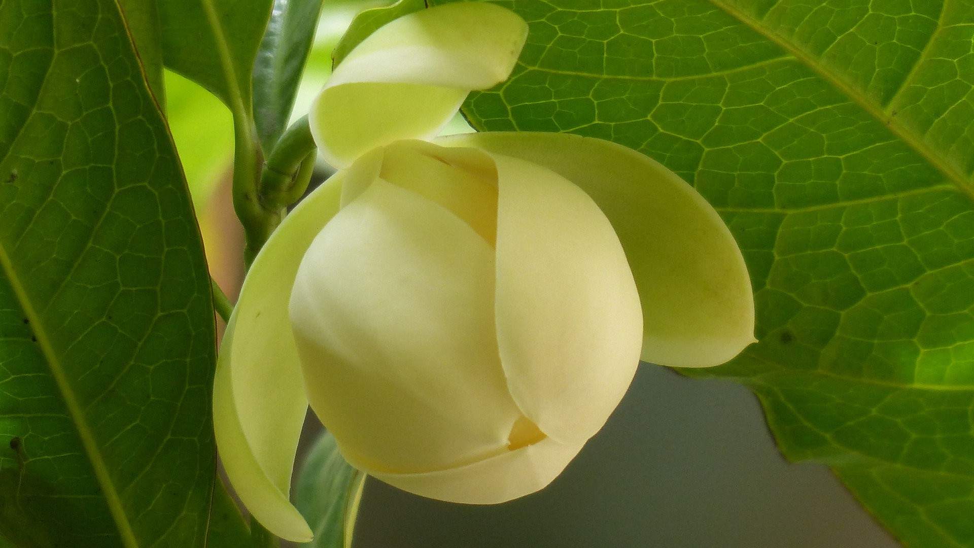 精选兰花高清植物桌面壁纸图片