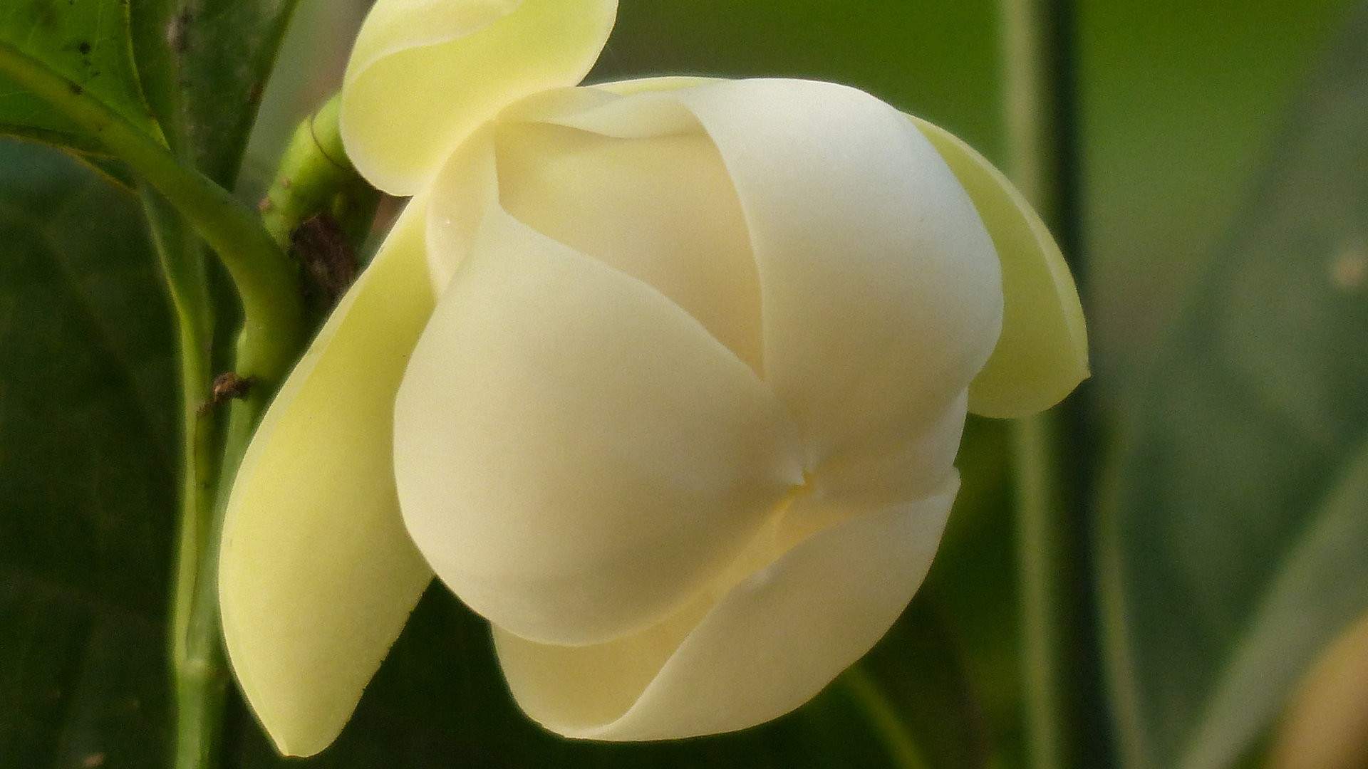 精选兰花高清植物桌面壁纸图片