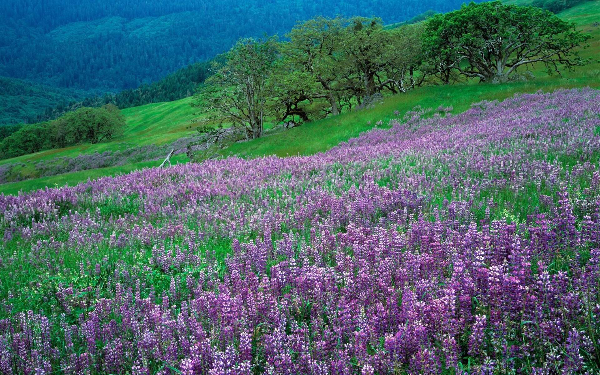 静谧山水风景图片高清手机壁纸图片