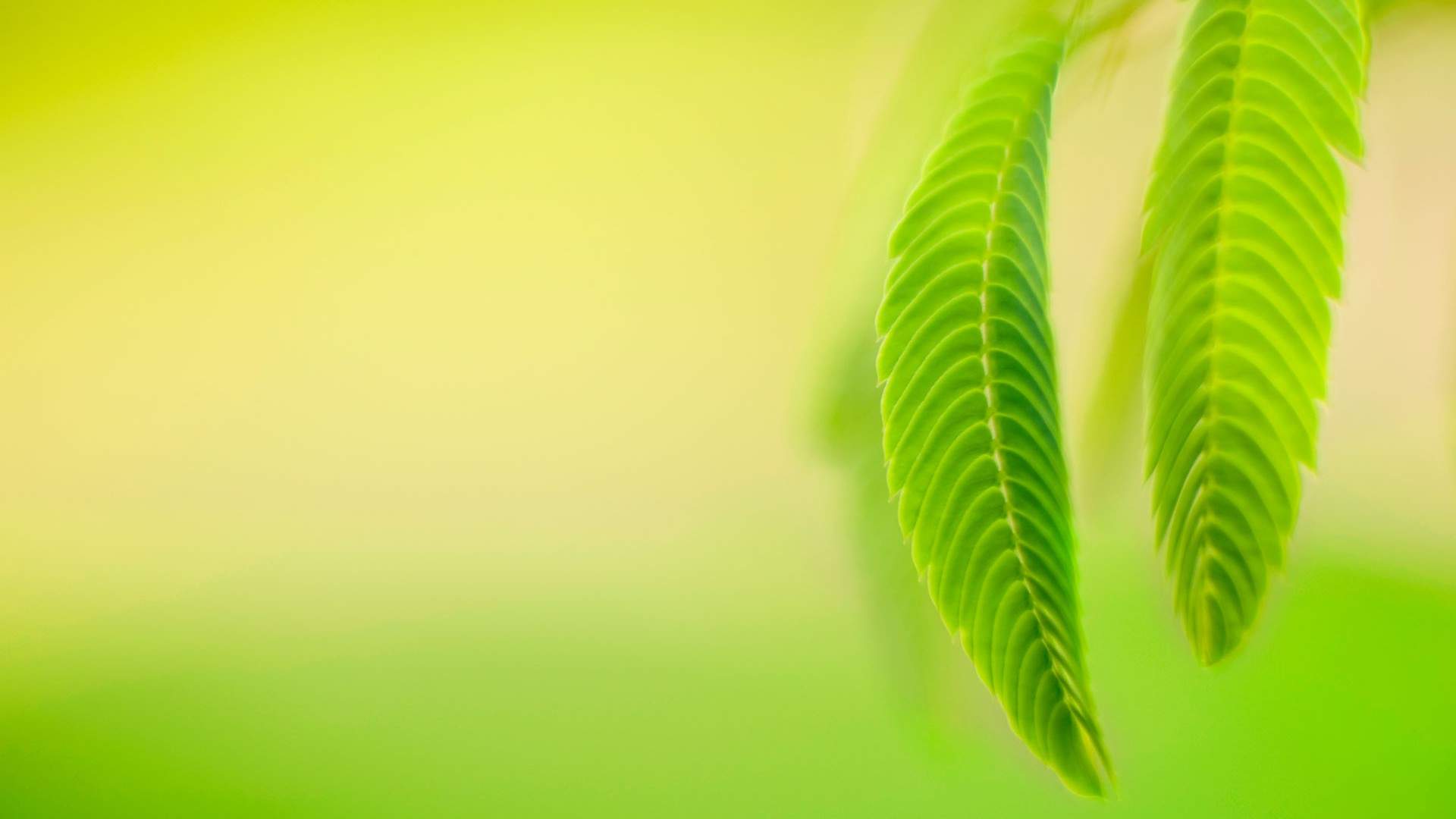 嫩芽图片