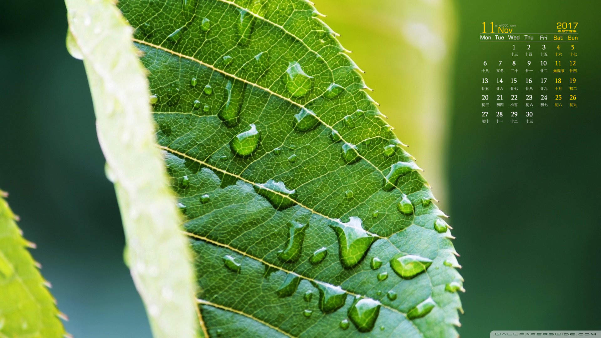 小清新植物嫩芽图片桌面壁纸图片