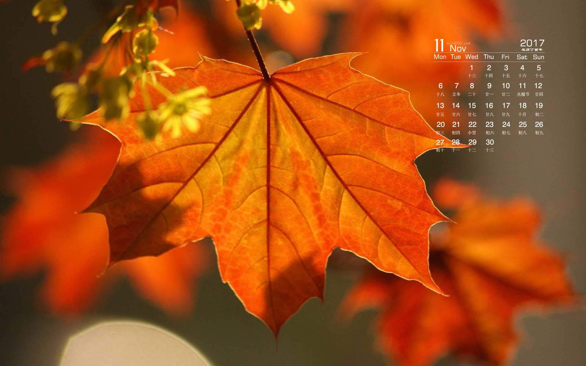 秋天的树叶风景摄影高清宽屏桌面壁纸图片