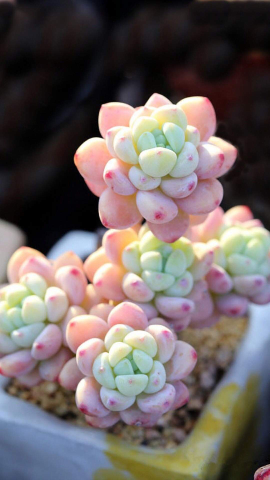 粉嫩漂亮的多肉植物唯美高清手机壁纸图片