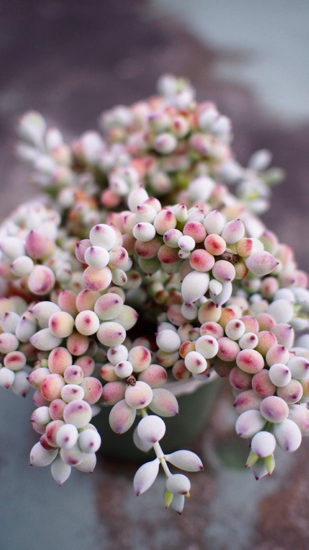多肉植物图片