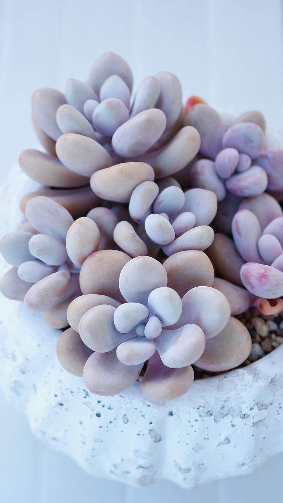 多肉植物图片