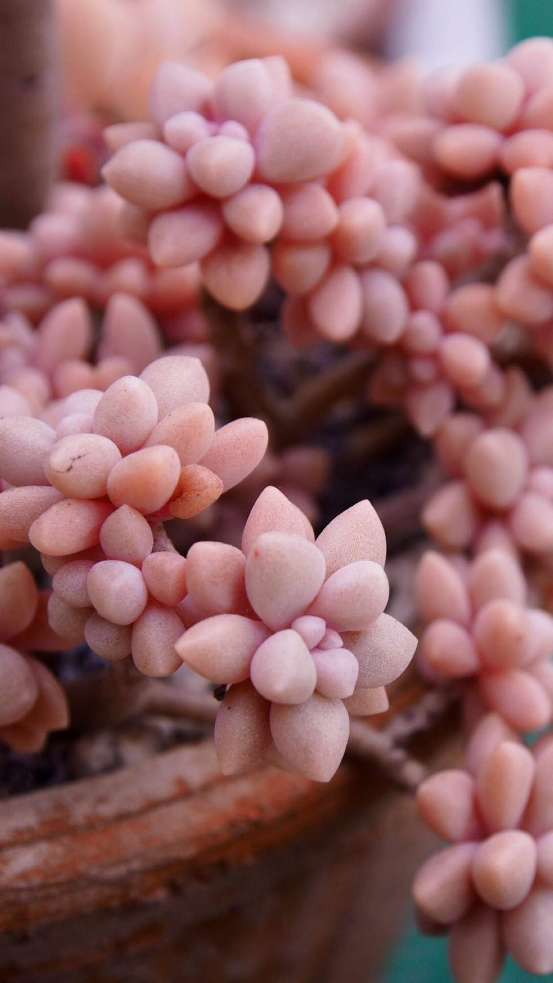 笨笨鼠2020春天多肉植物唯美鼠年手机壁纸图片