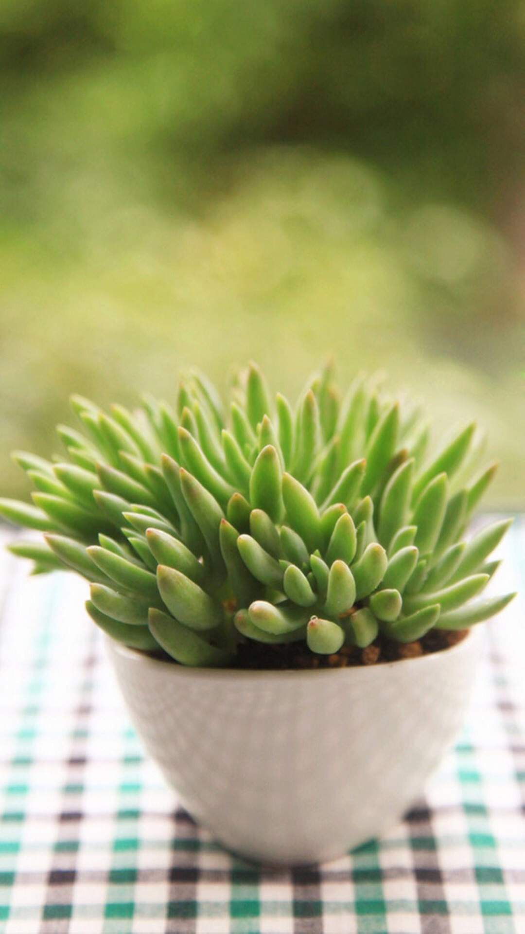笨笨鼠2020春天多肉植物唯美鼠年手机壁纸图片