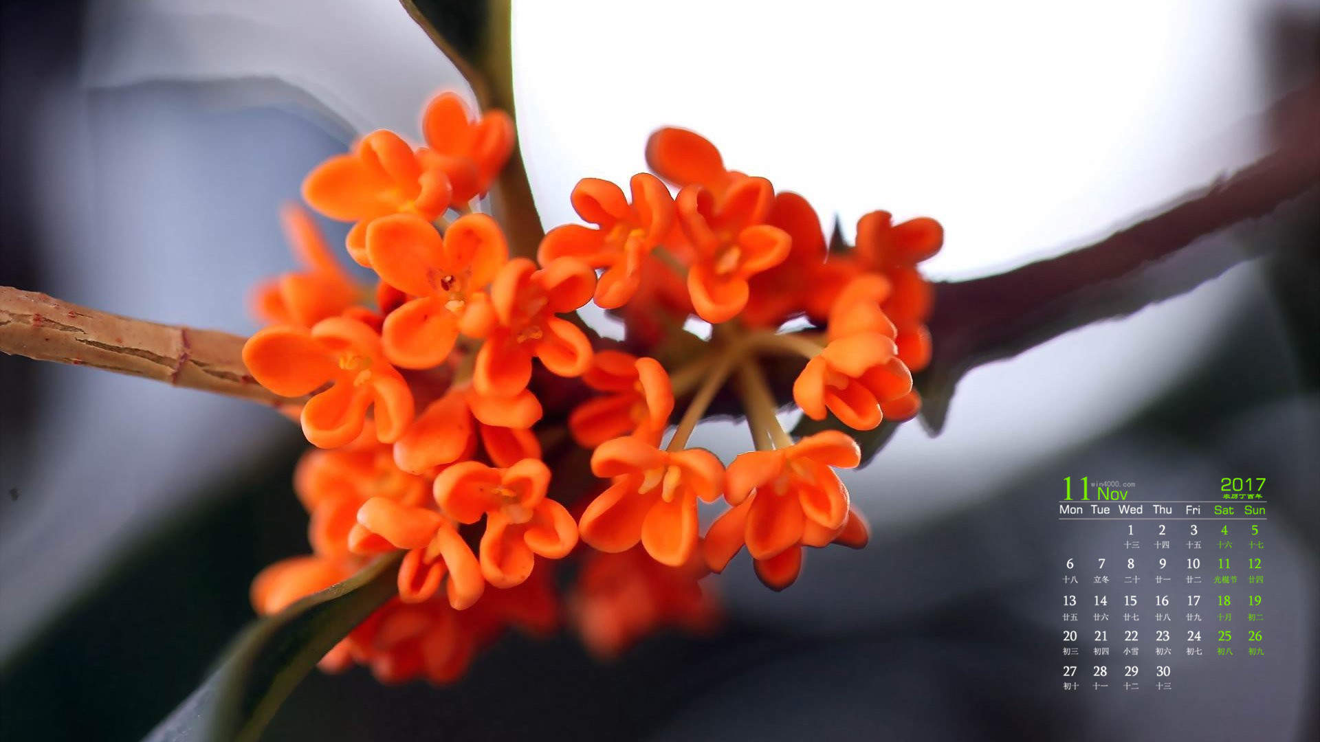 桂花图片