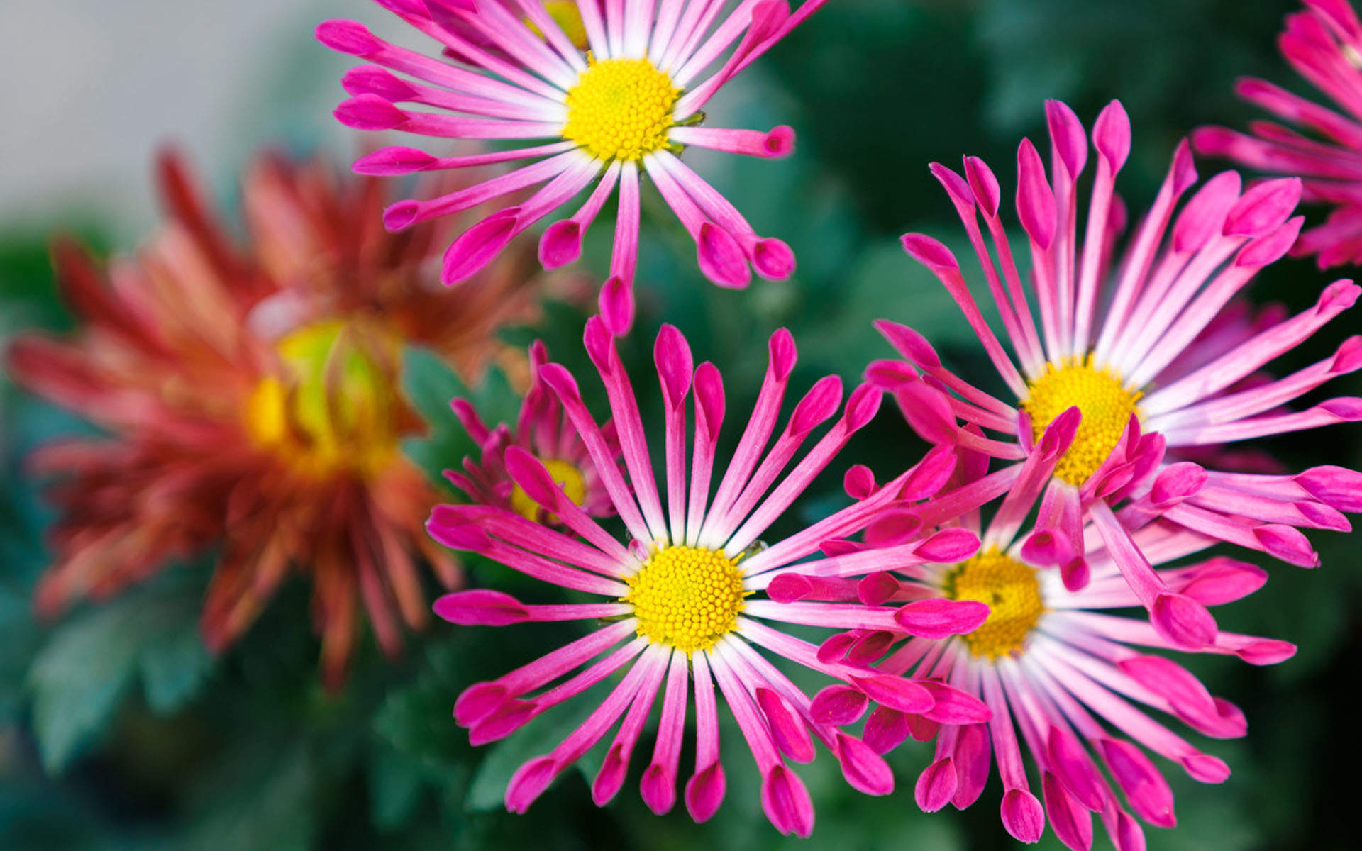 菊花图片