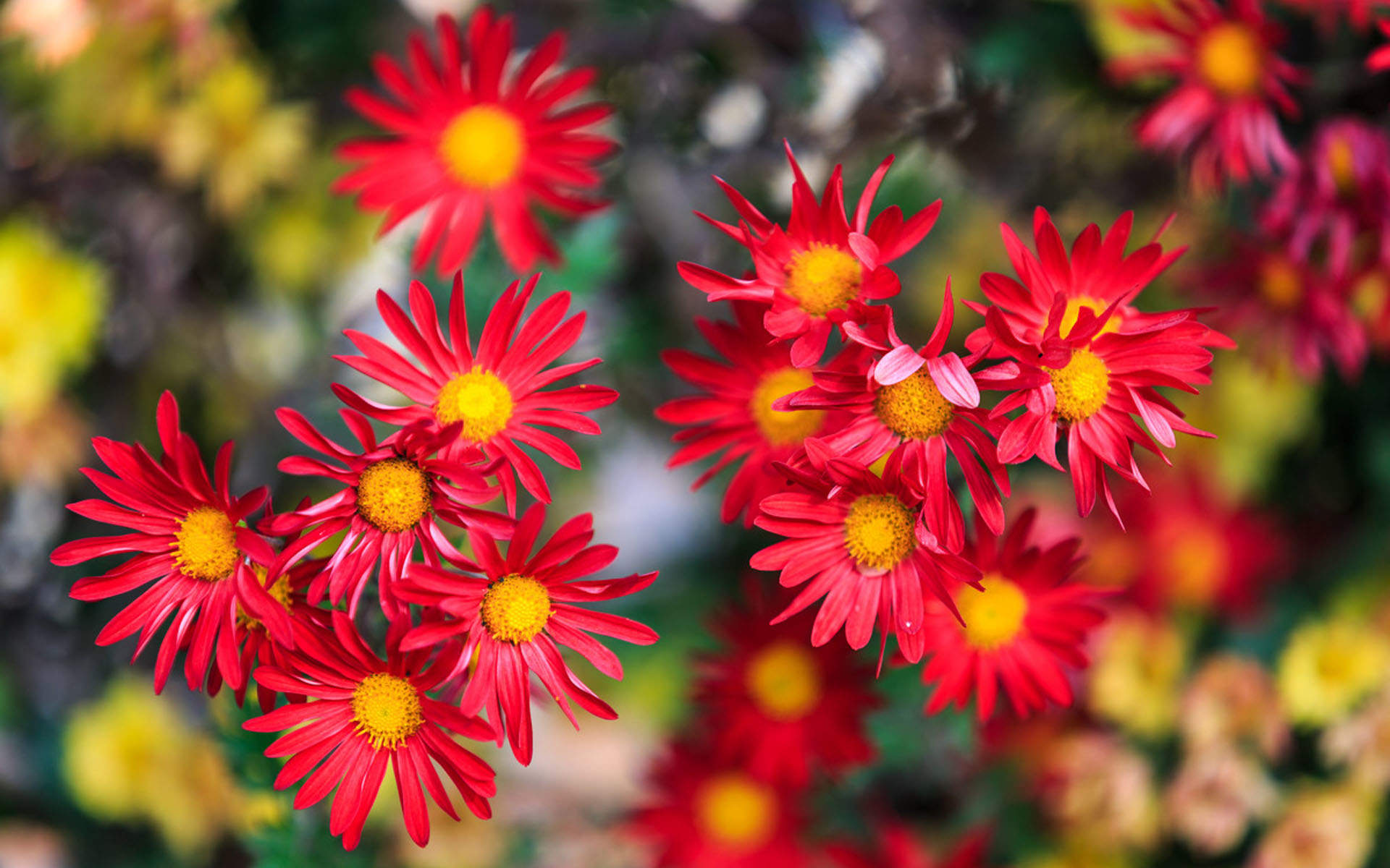菊花图片