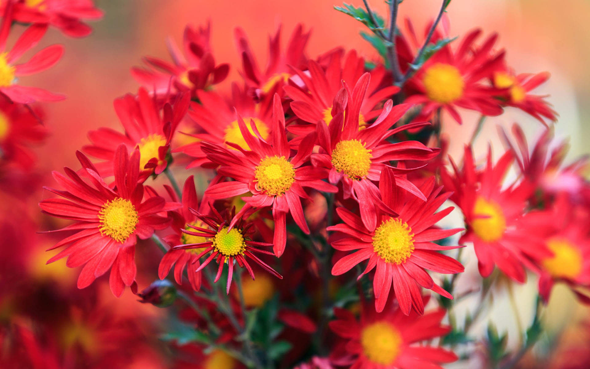 菊花图片