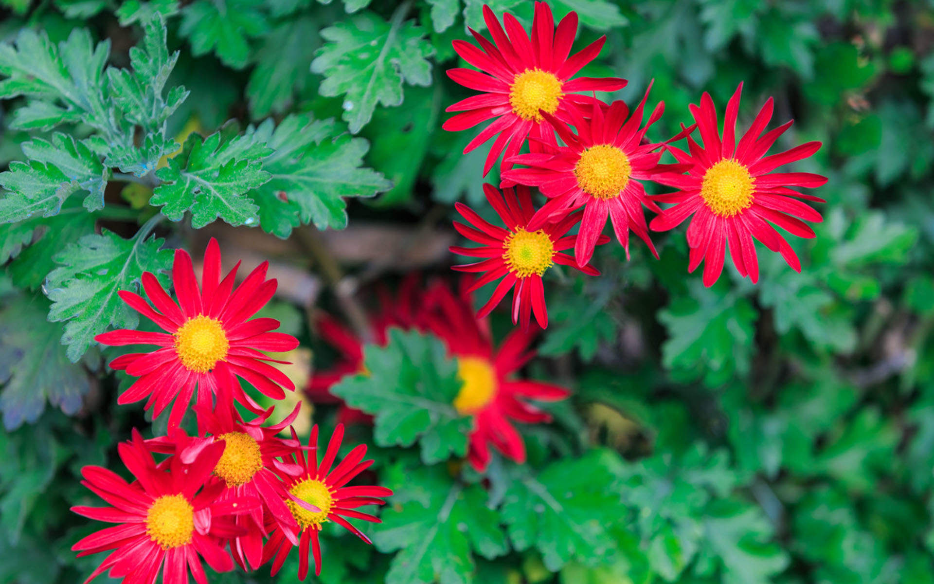菊花图片