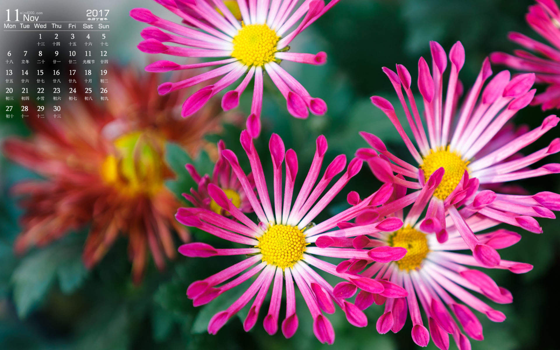 菊花图片