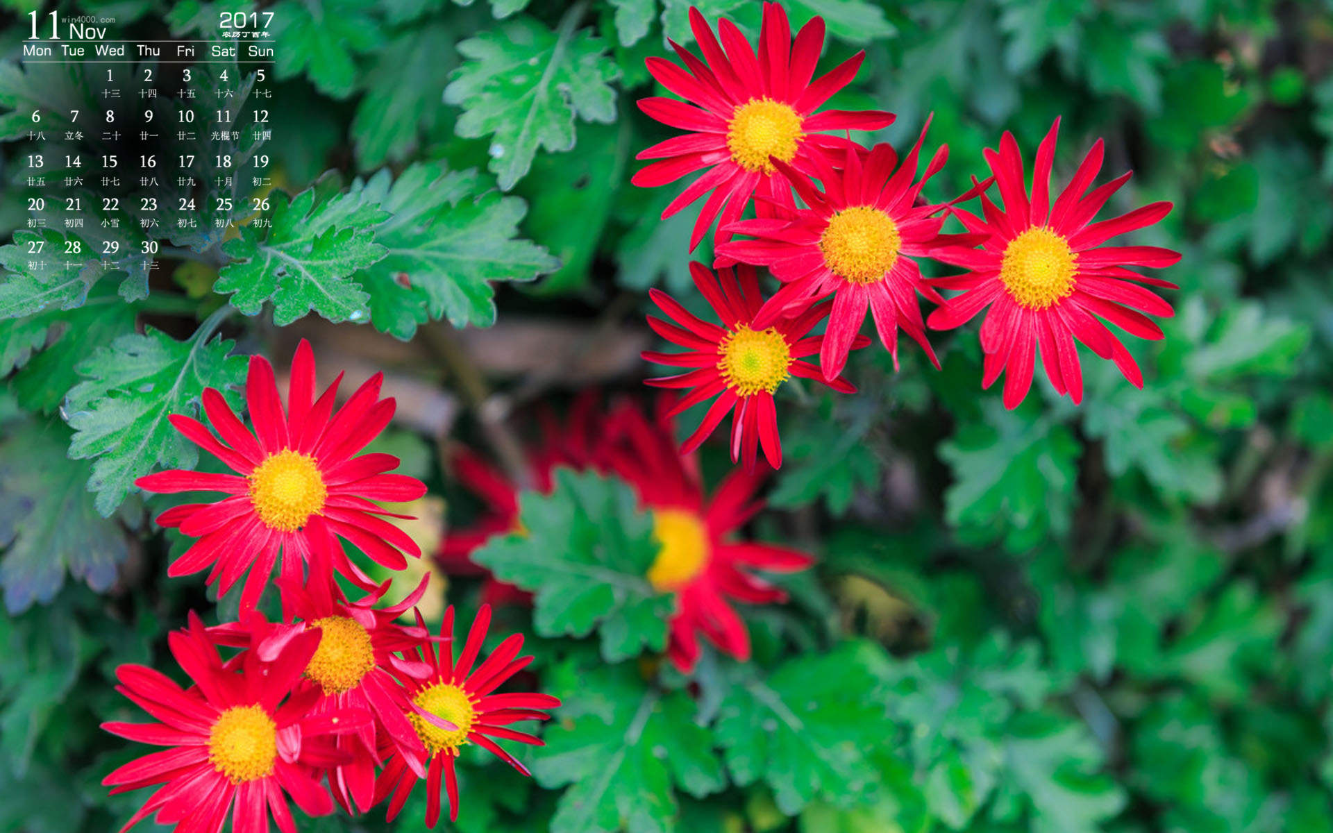 菊花图片