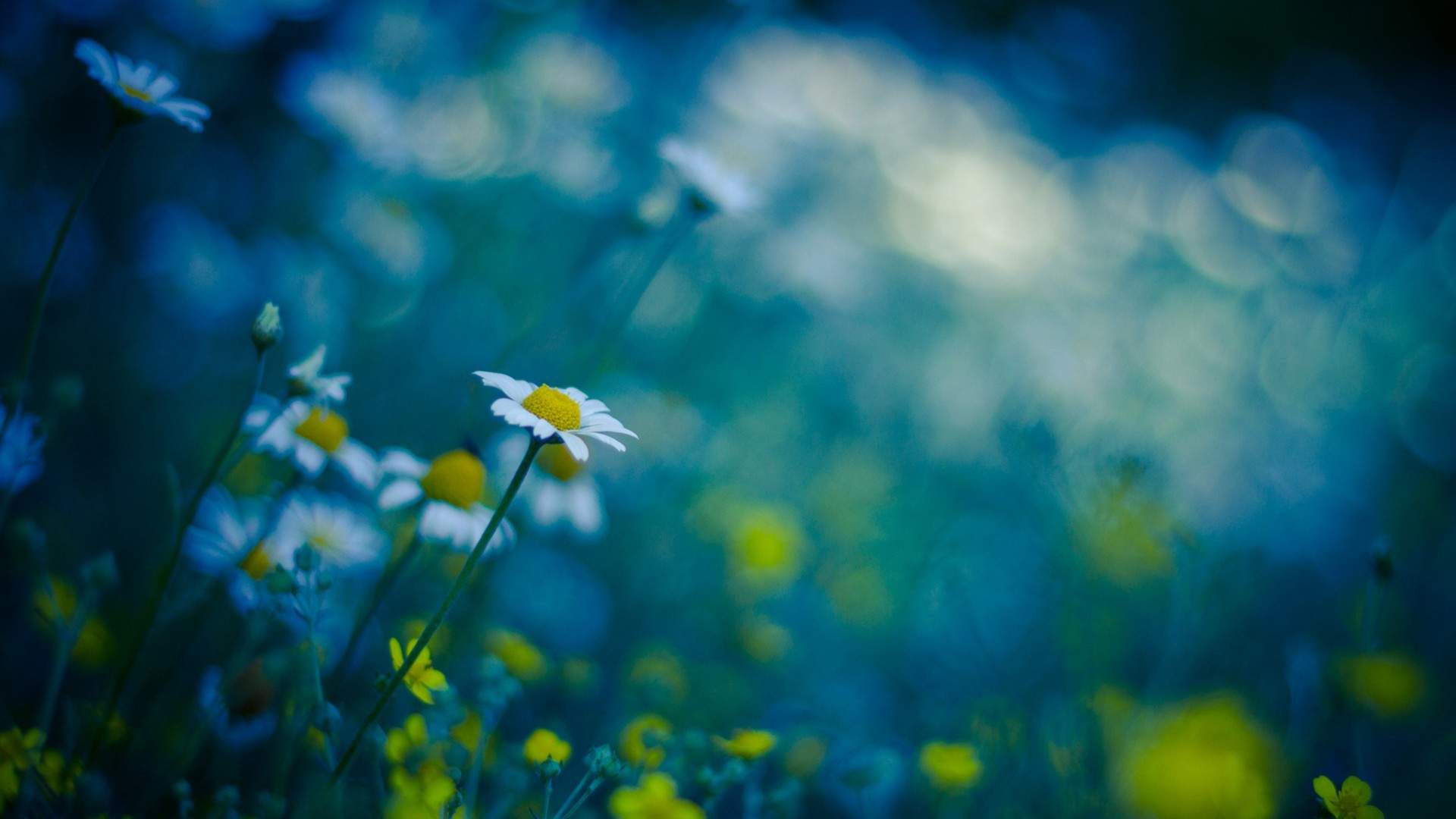小清新唯美意境图片桌面壁纸图片