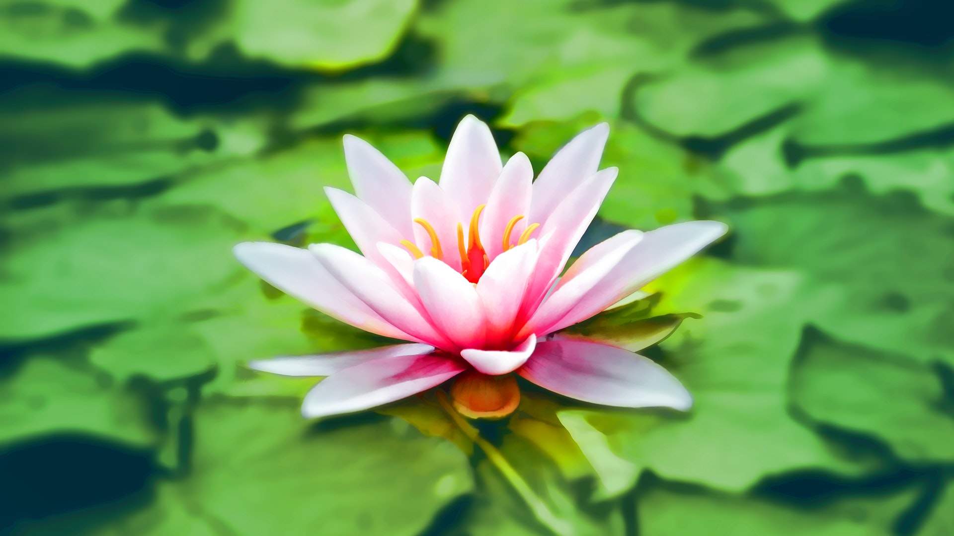 睡莲图片图片