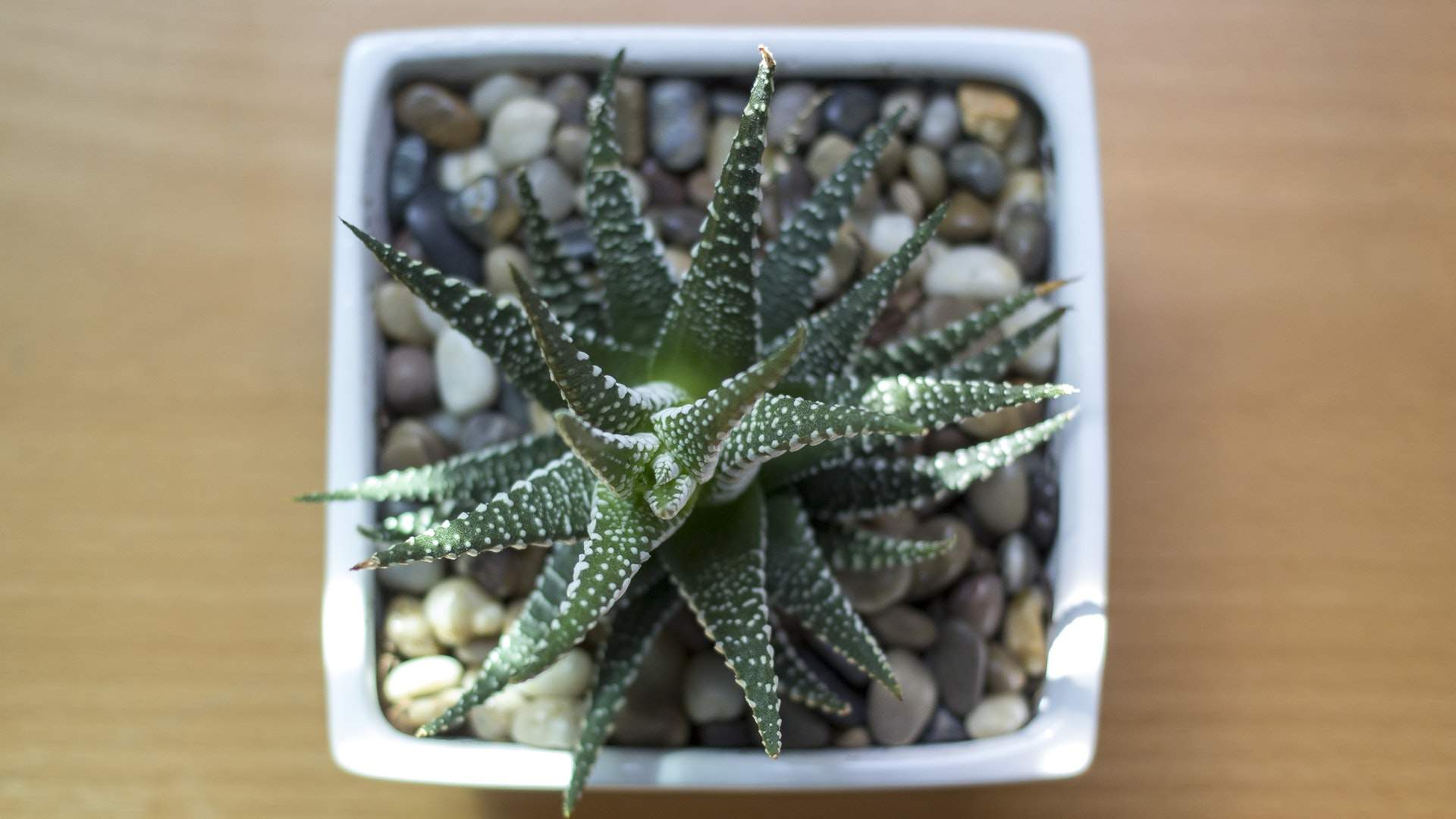 小清新植物盆栽图片高清宽屏壁纸图片