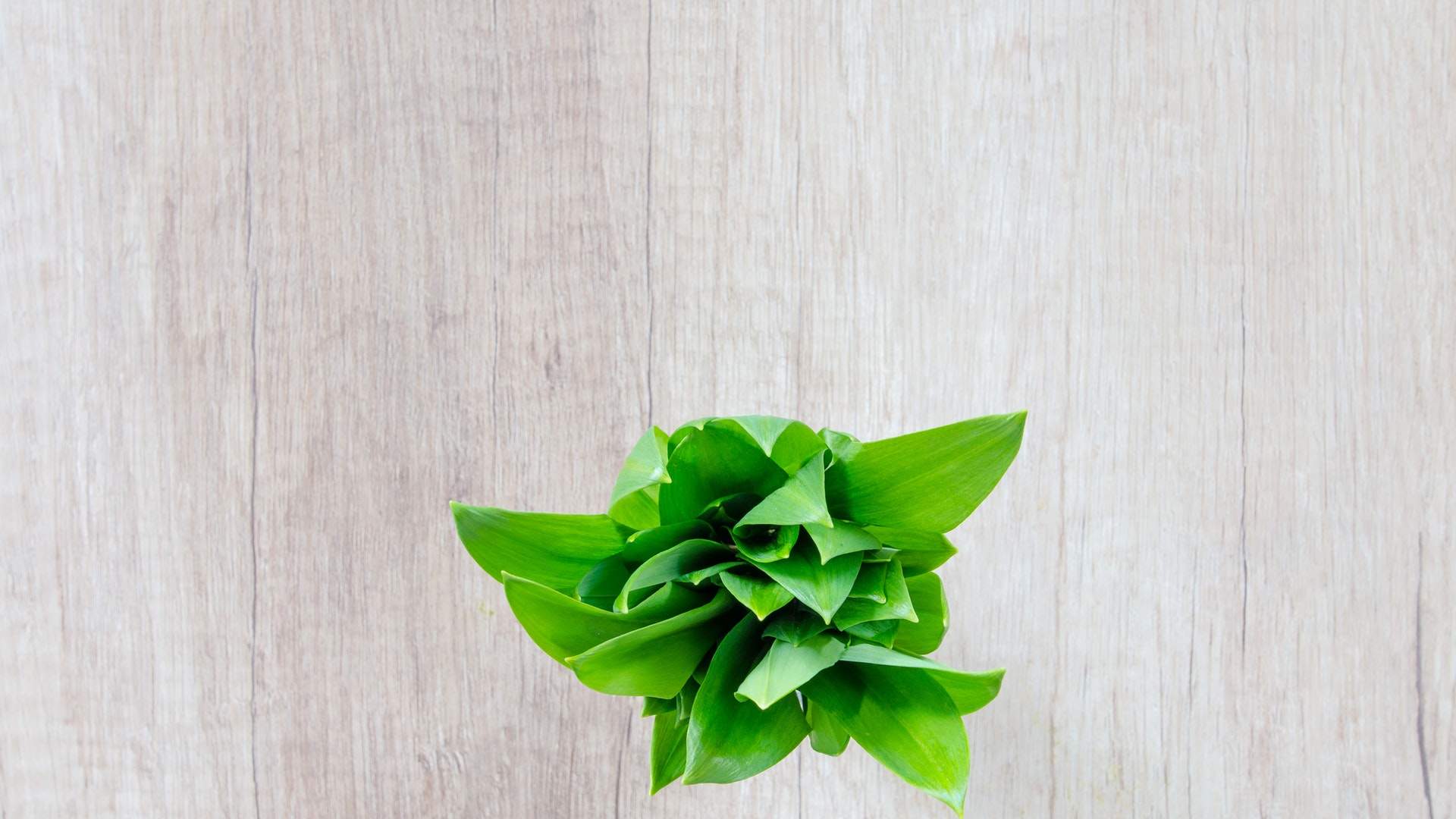 盆栽图片