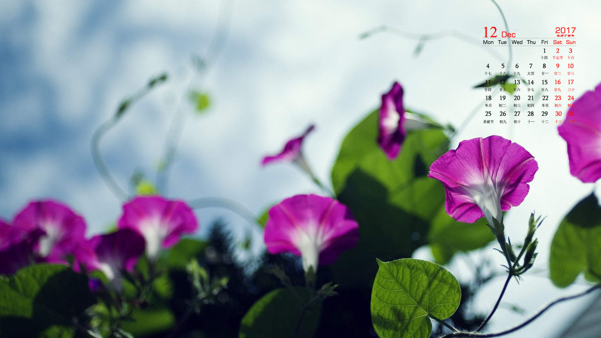 牵牛花图片