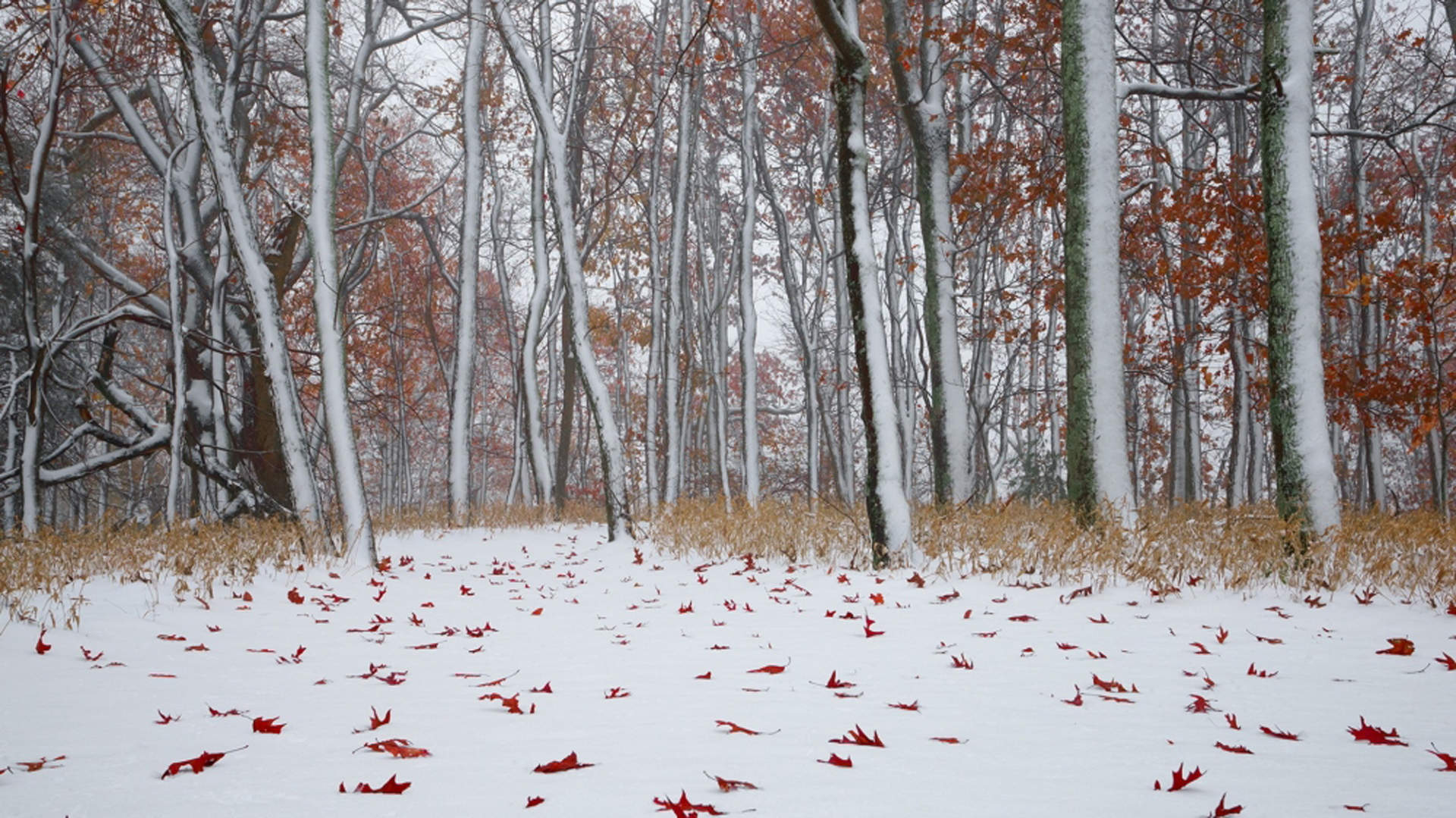 郑秀妍日本函馆冬日雪景唯美写真图片图片