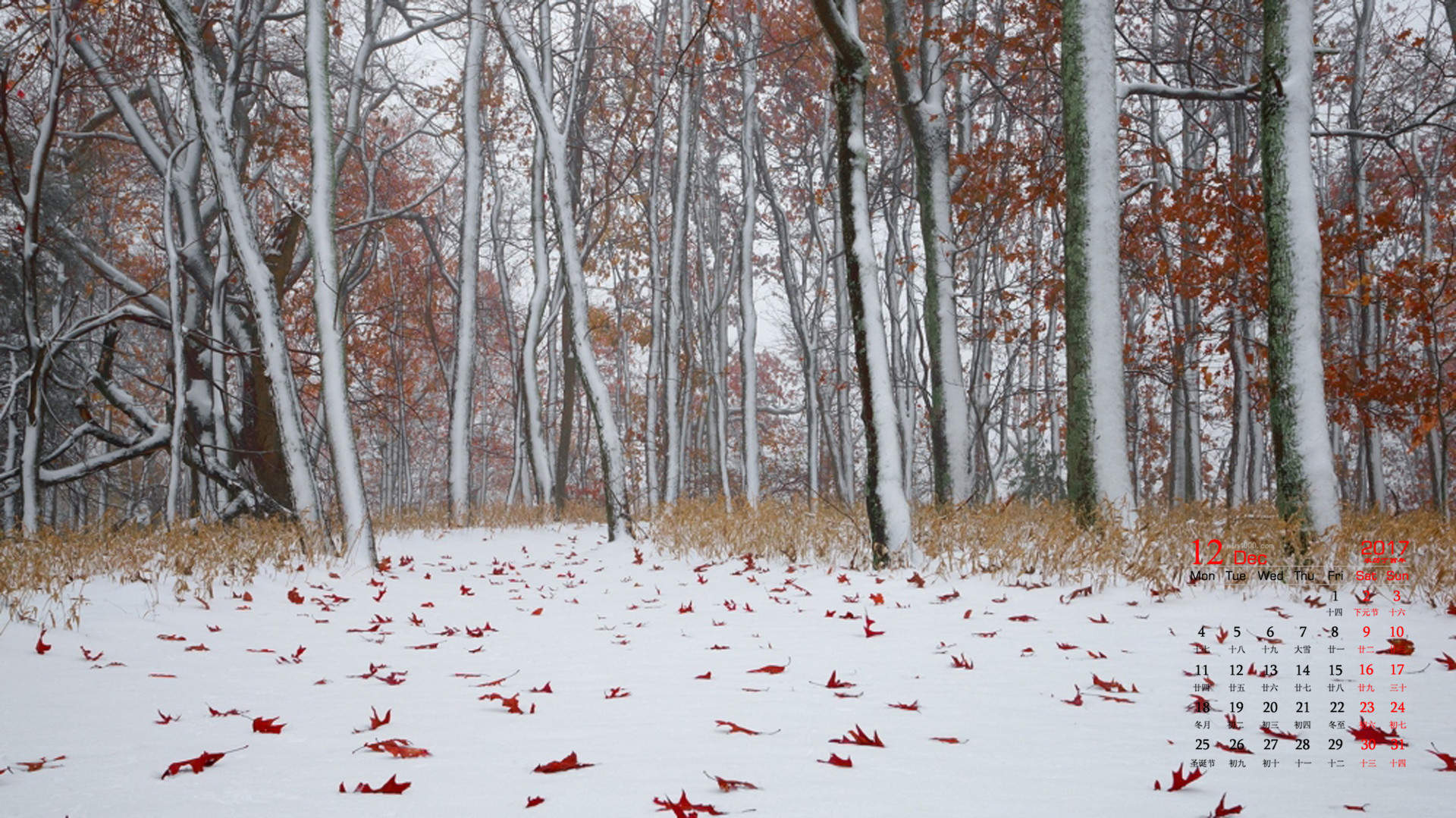 郑秀妍日本函馆冬日雪景唯美写真图片图片