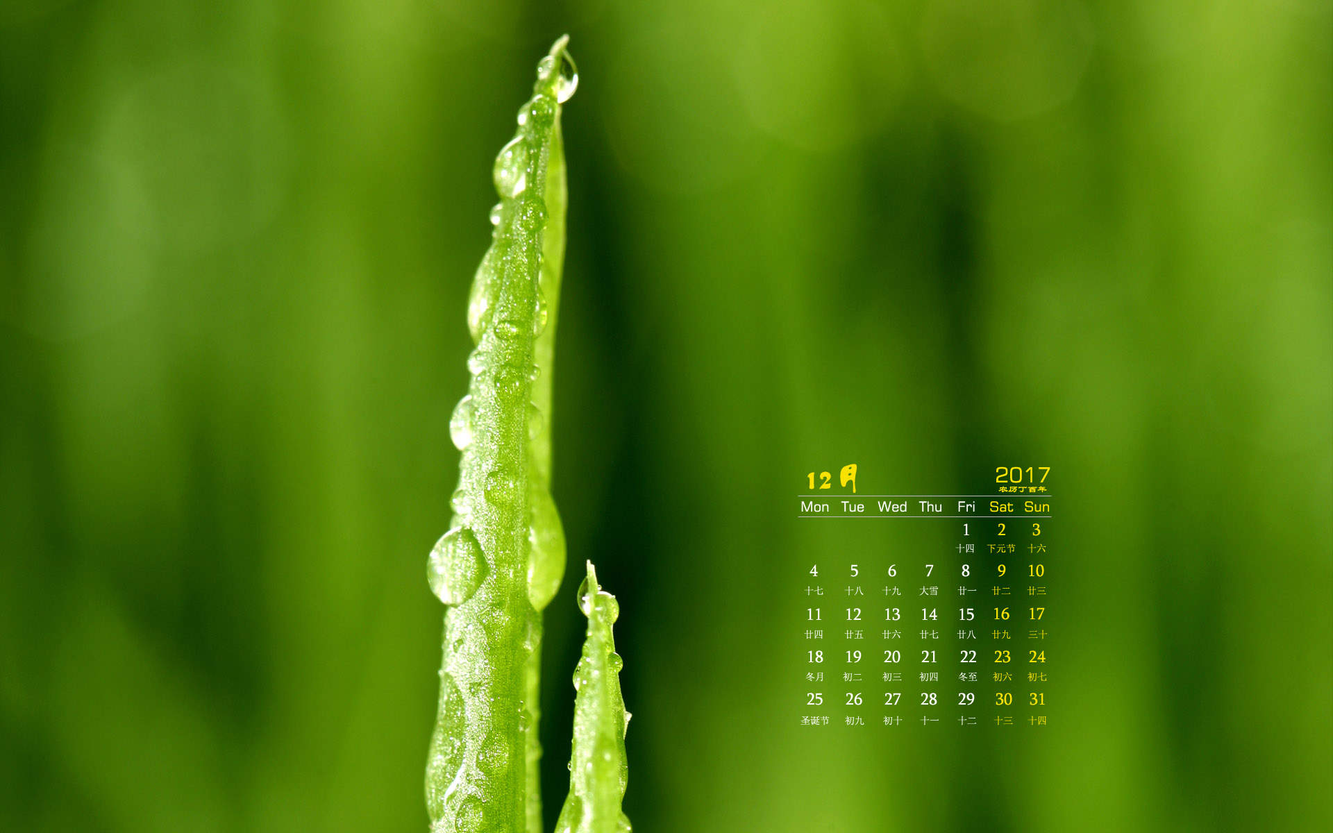 小清新植物嫩芽图片桌面壁纸图片