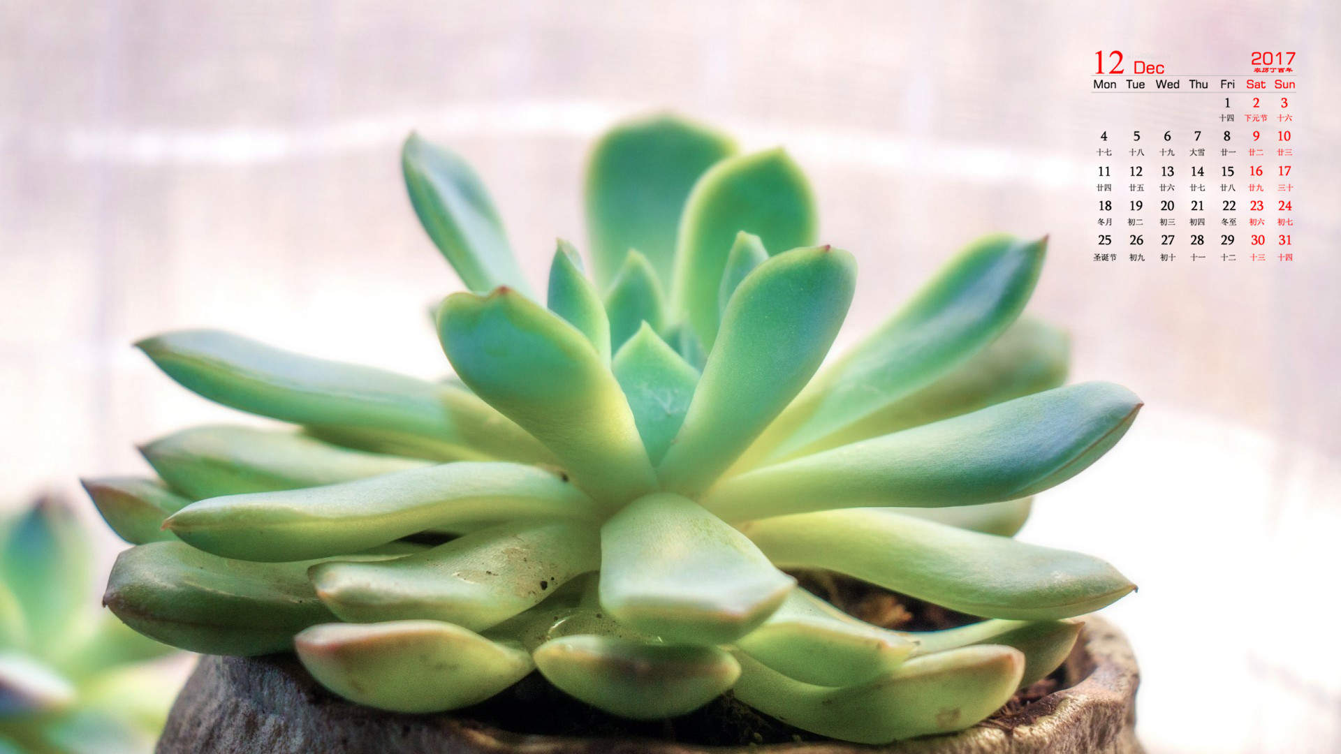 多肉植物图片