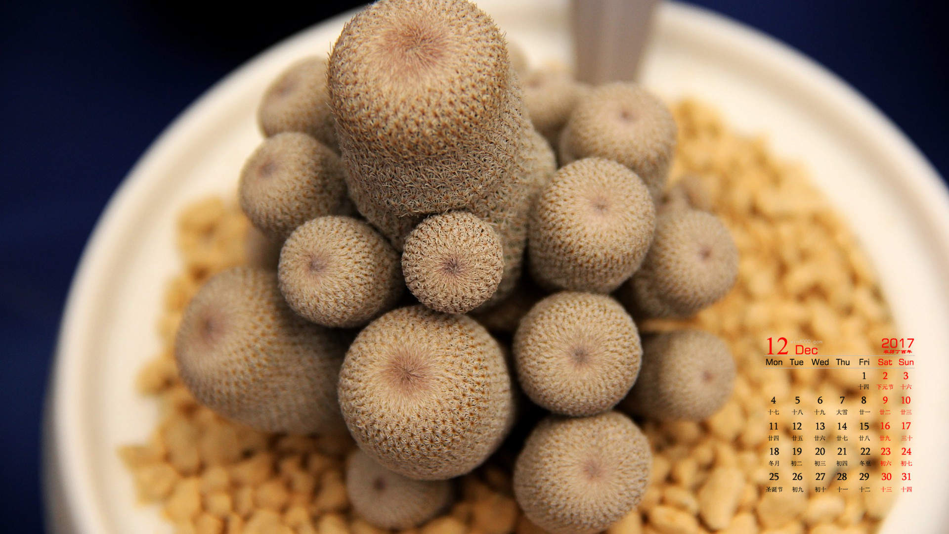 多肉植物图片