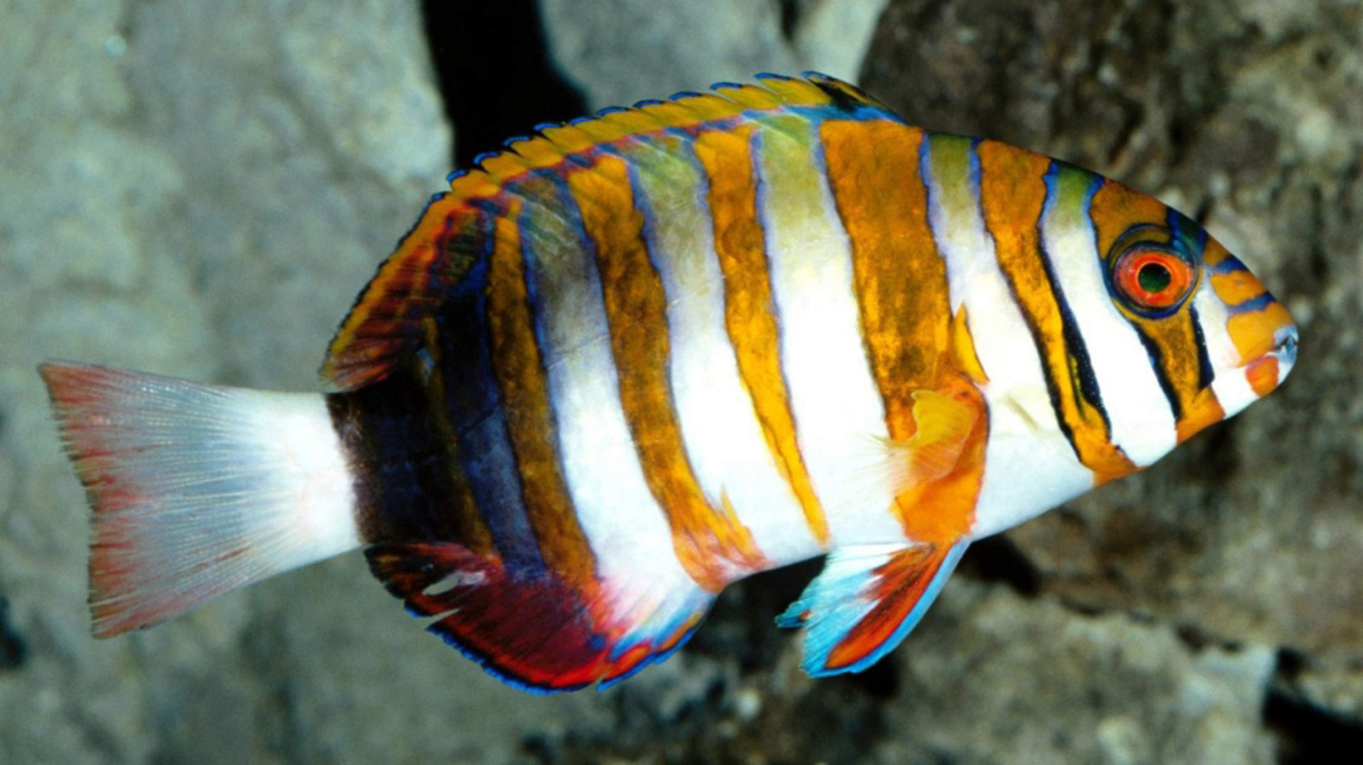 海洋生物可爱的海豚桌面壁纸图片