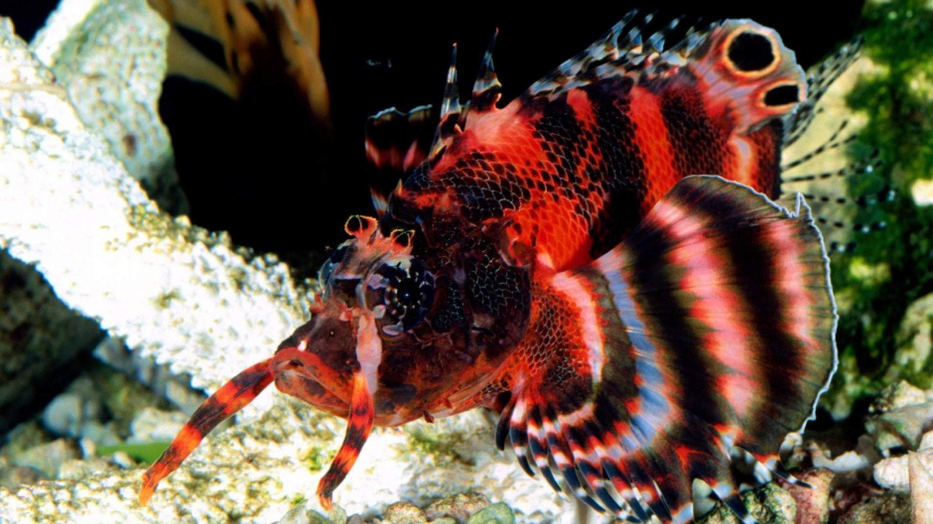 海洋生物可爱的海豚桌面壁纸图片