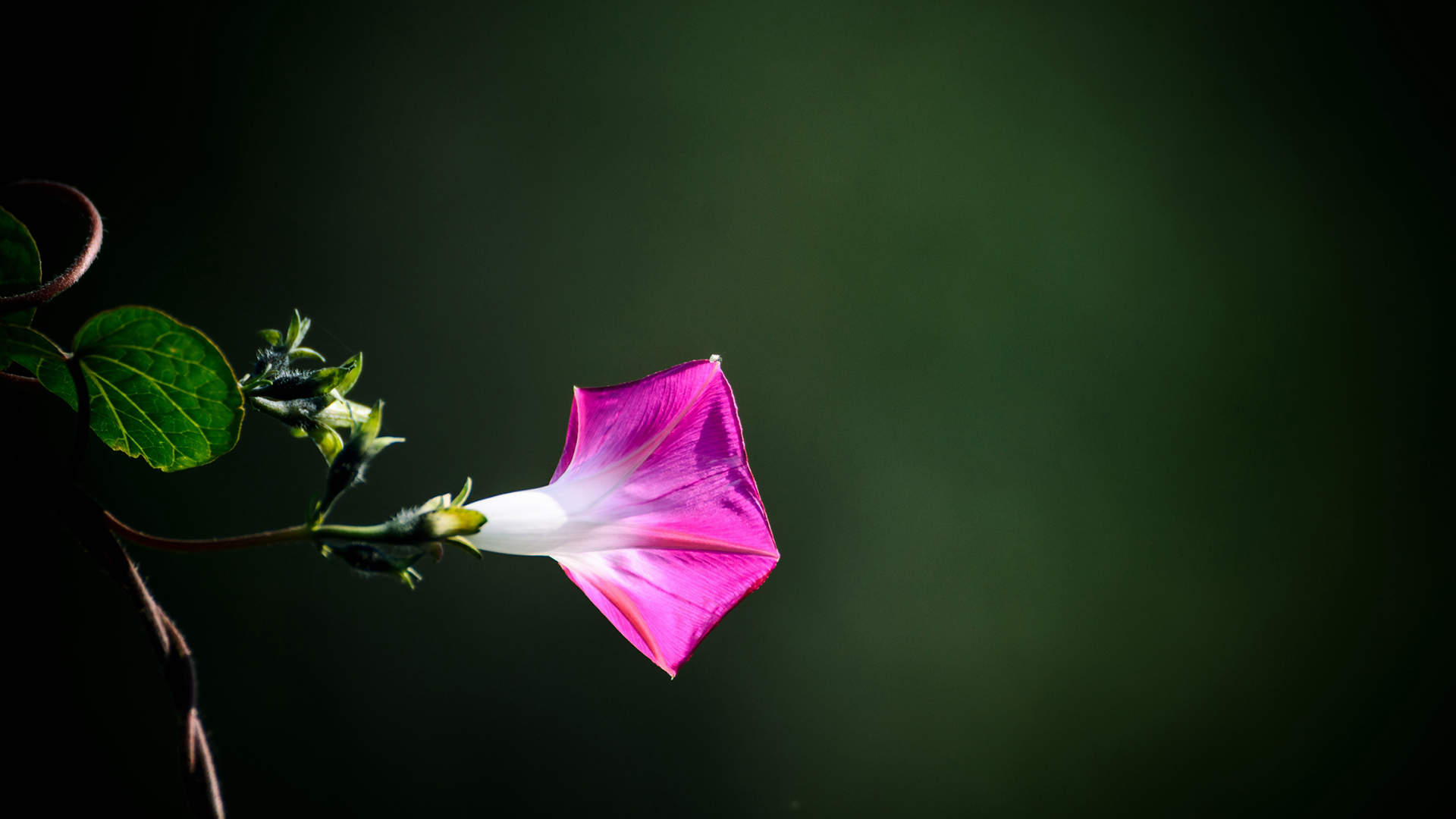 牵牛花图片