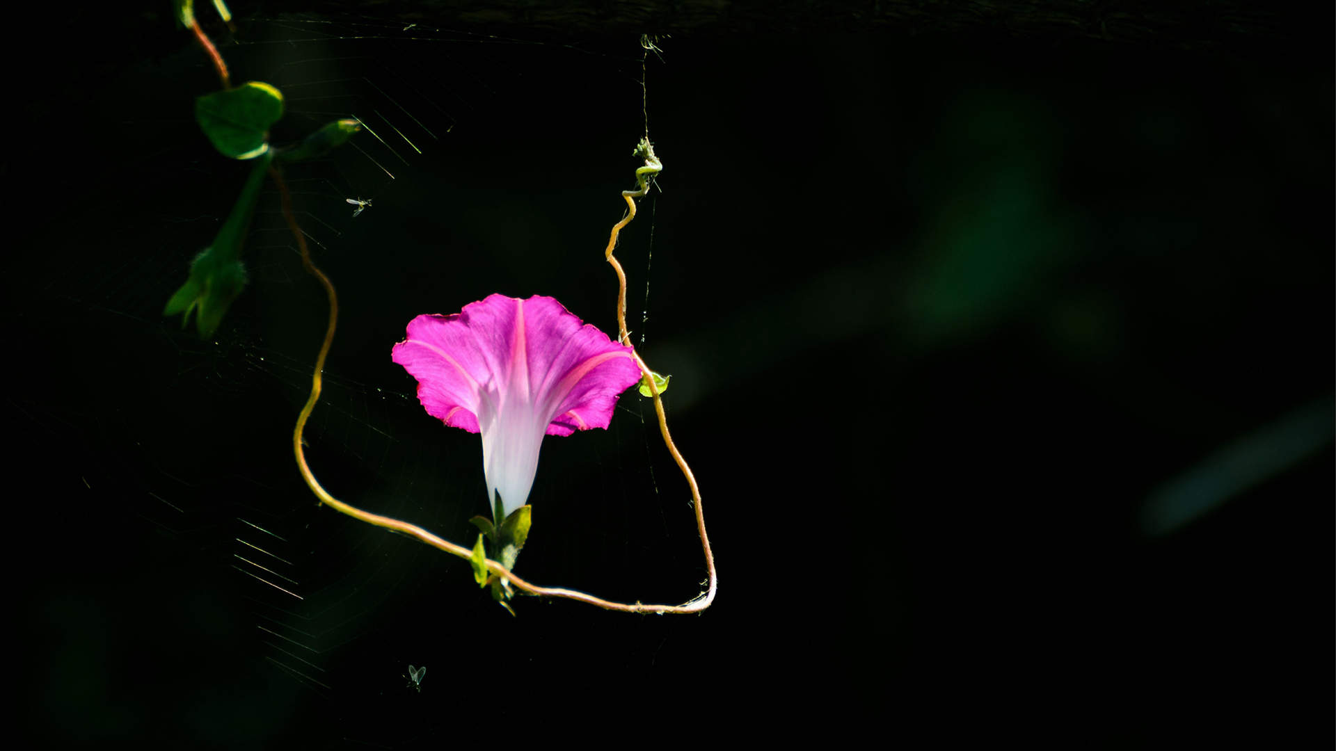 牵牛花图片