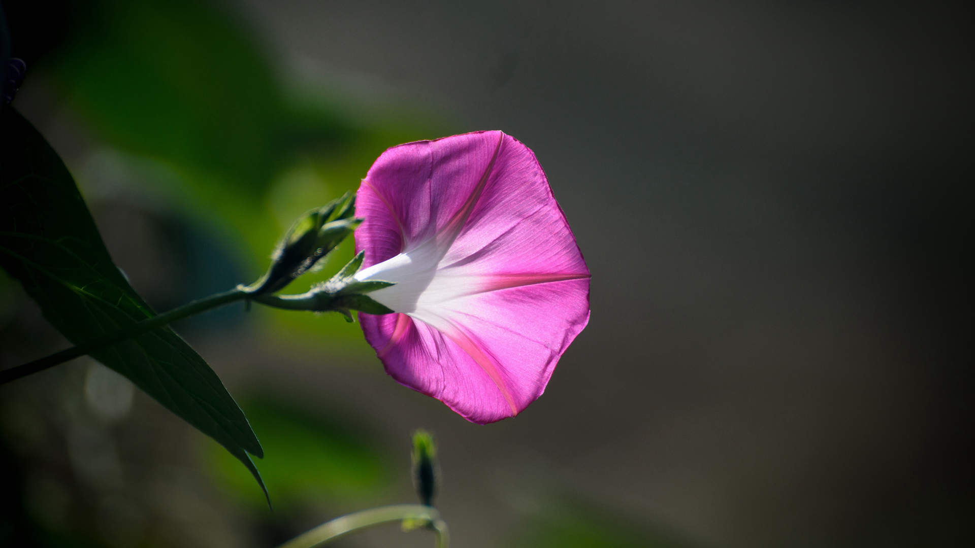 牵牛花图片