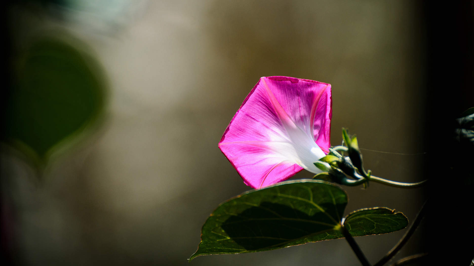 牵牛花图片