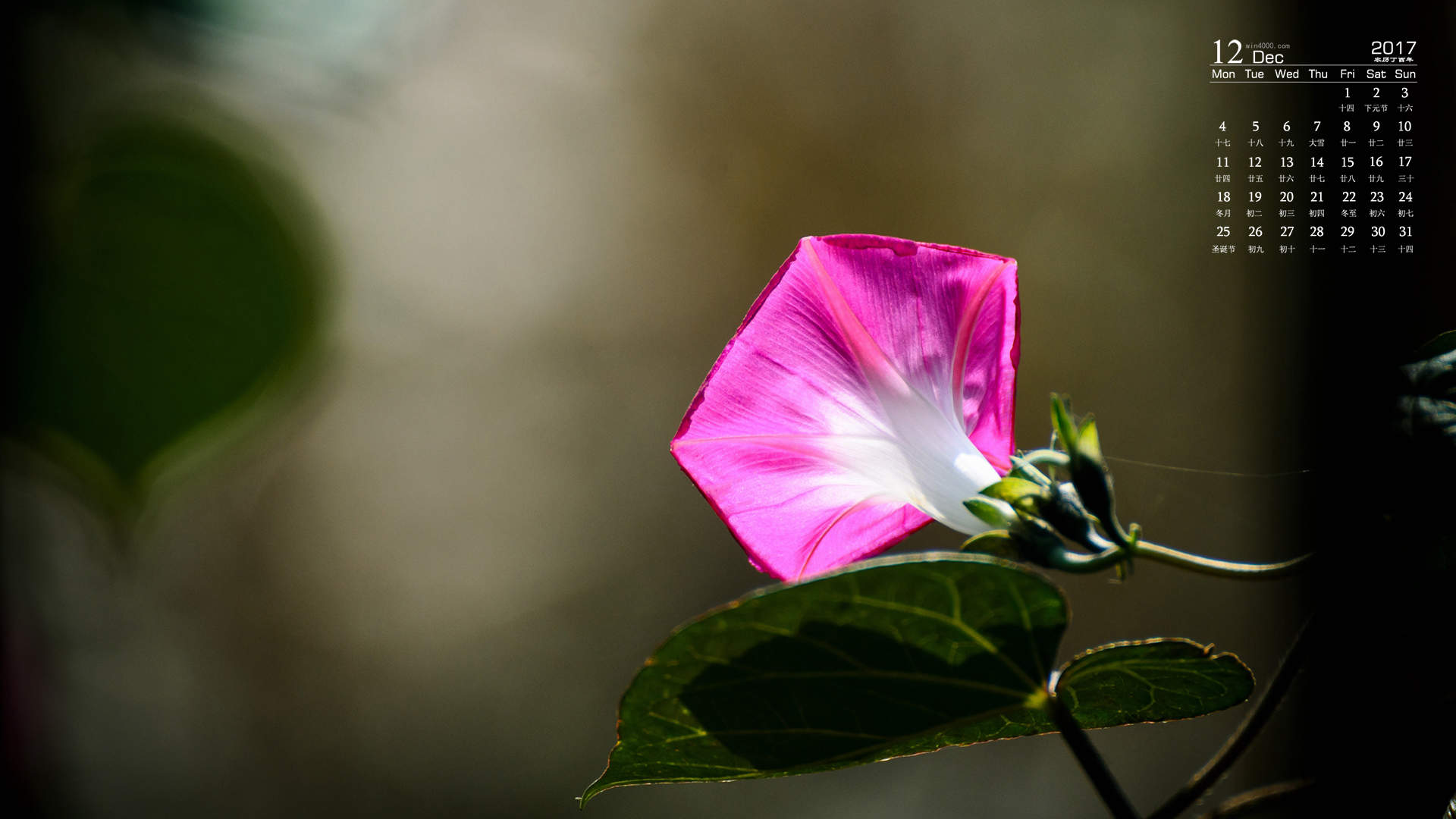 牵牛花图片