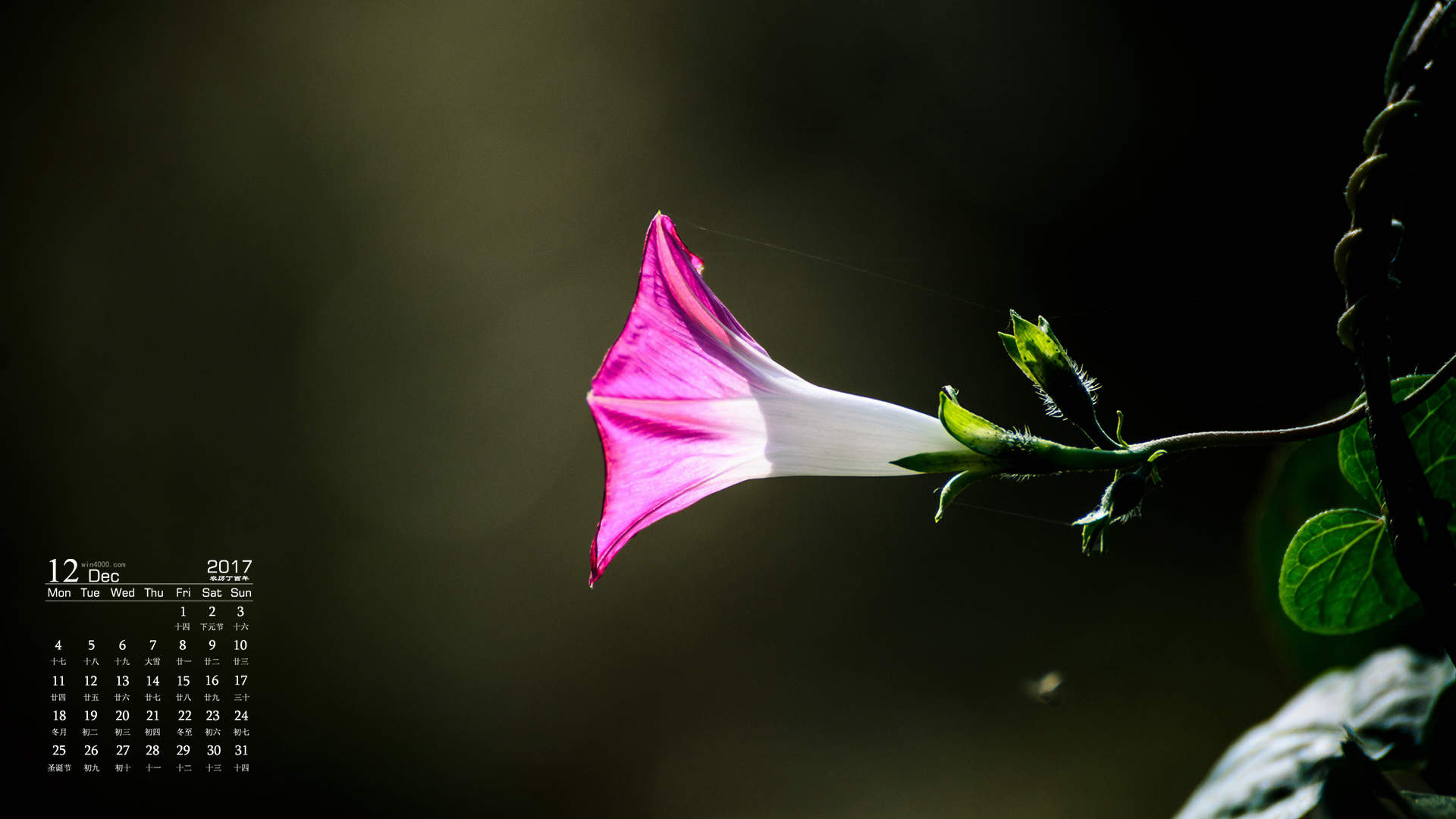 牵牛花图片